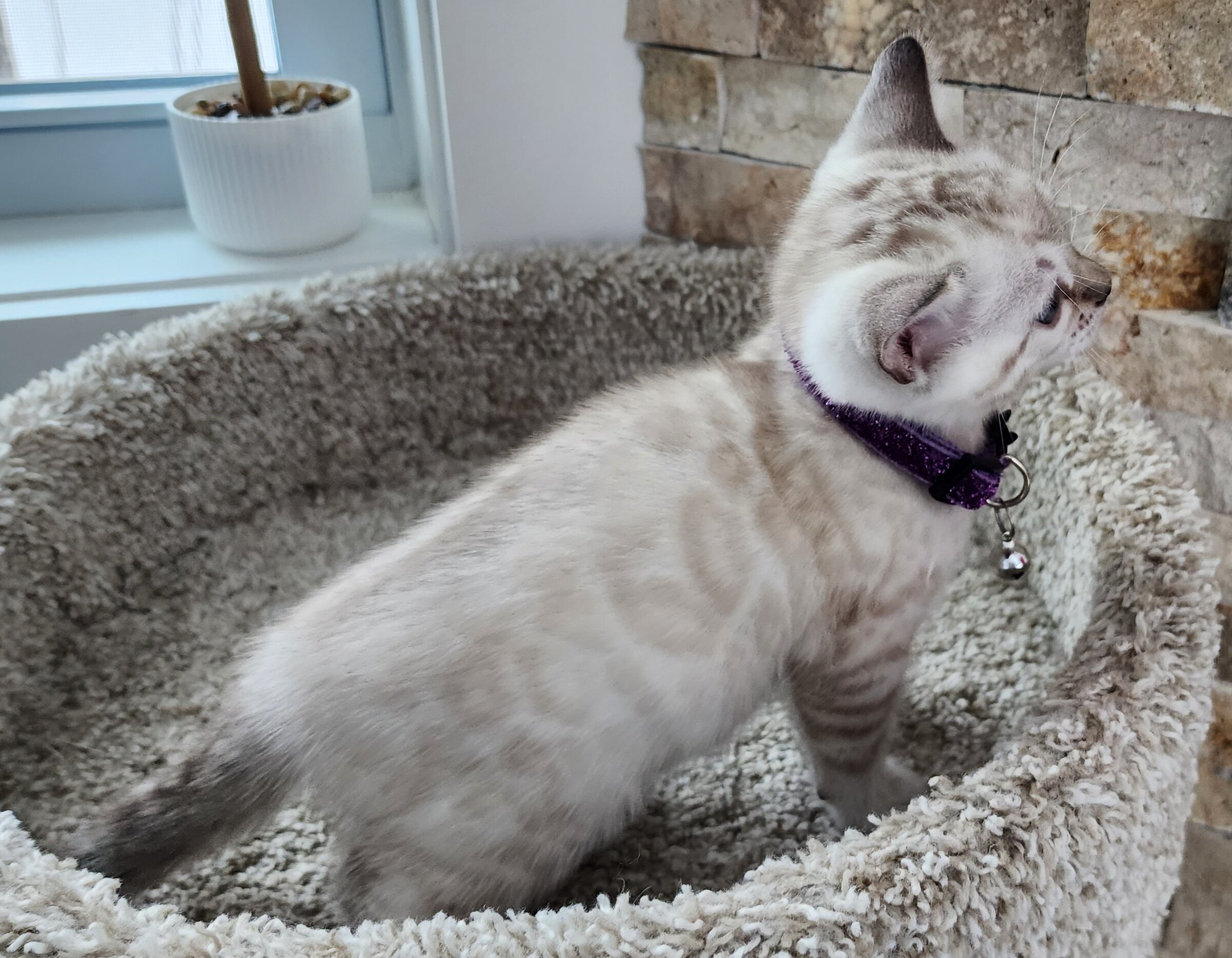 Purebred TICA Registered Female Snow Rosette Bengal Kitten in Minnesota