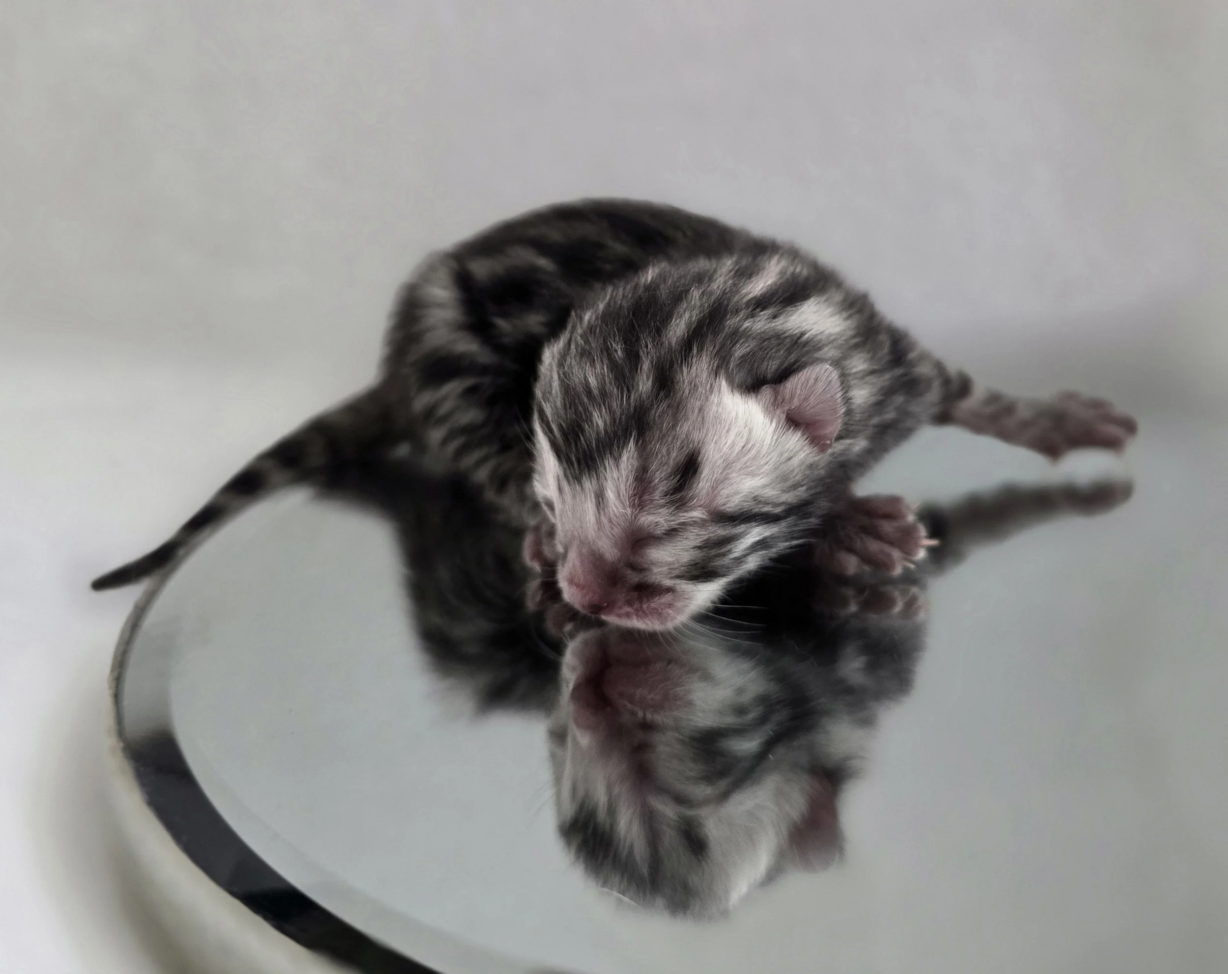 Newborn Silver Female Bengal Kitten