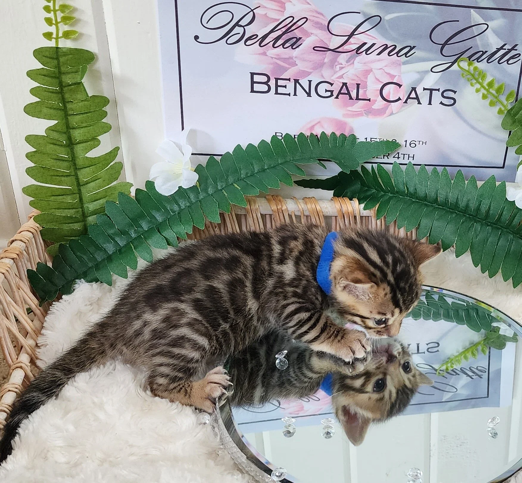 Male Brown/Black Rosette Bengal in Minnesota