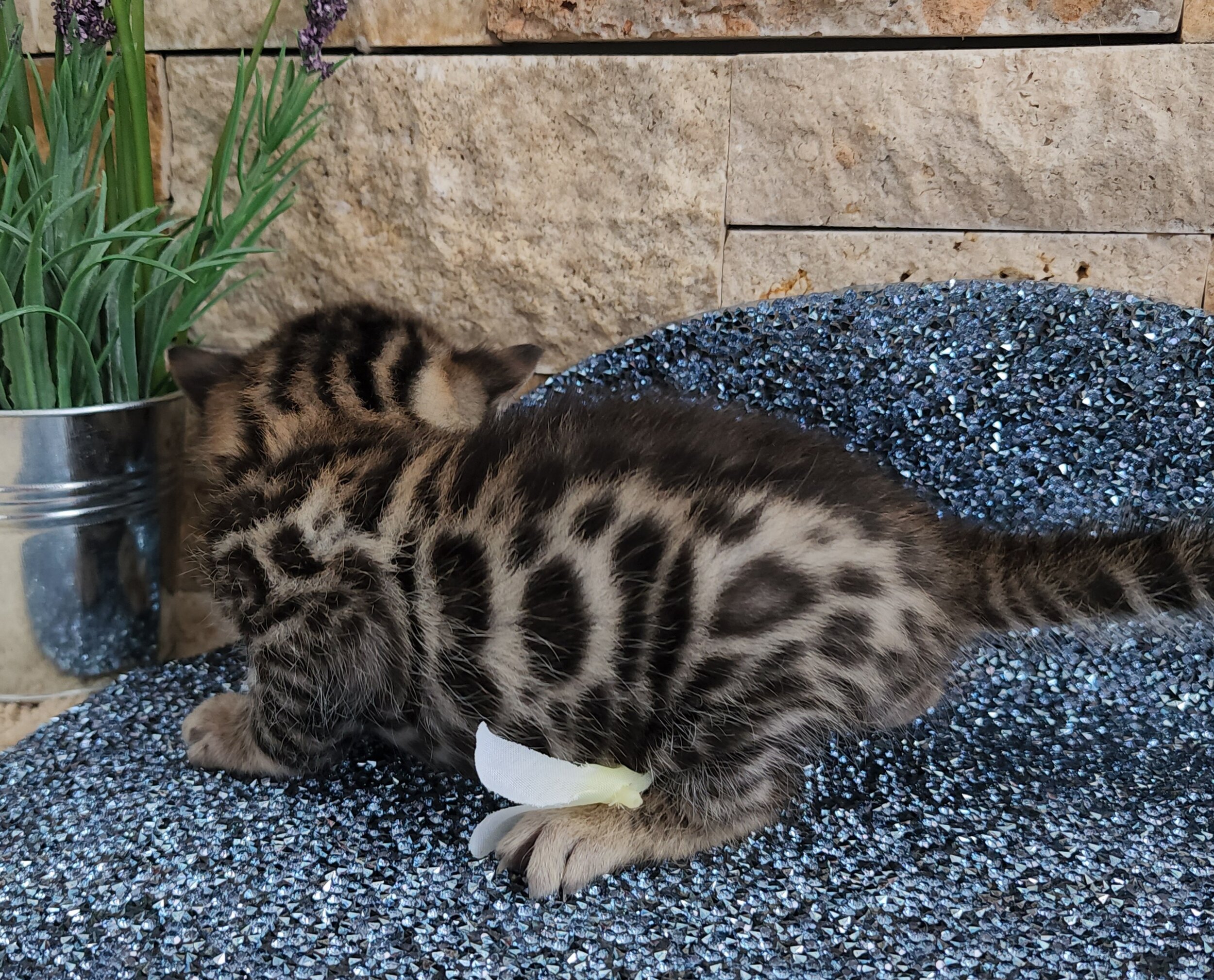 Purebred TICA Registered Male Brown Rosette Bengal Kitten Available in Minnesota