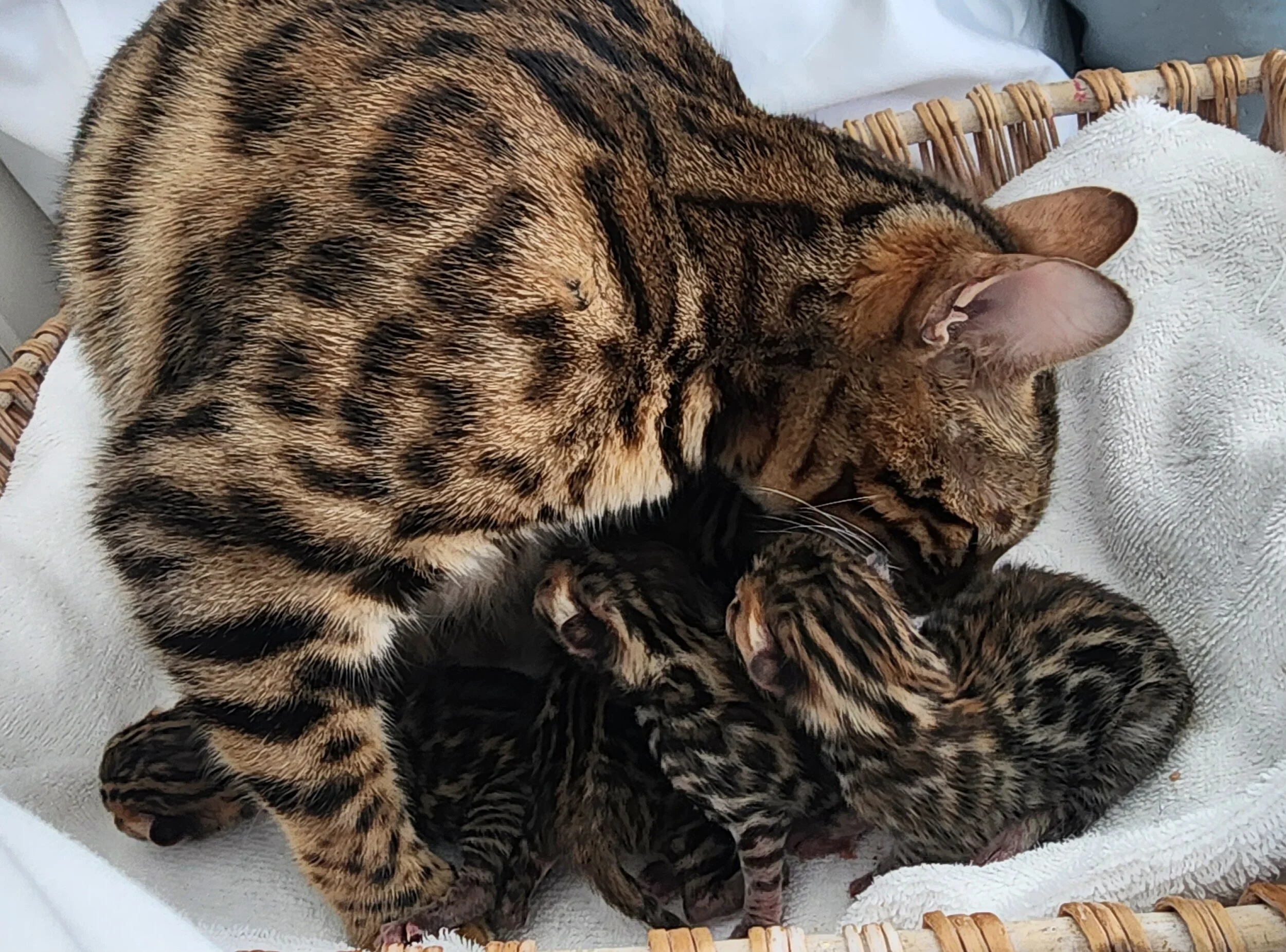 TICA Registered Brown Donut Rosette Bengal Kittens Available in Minnesota