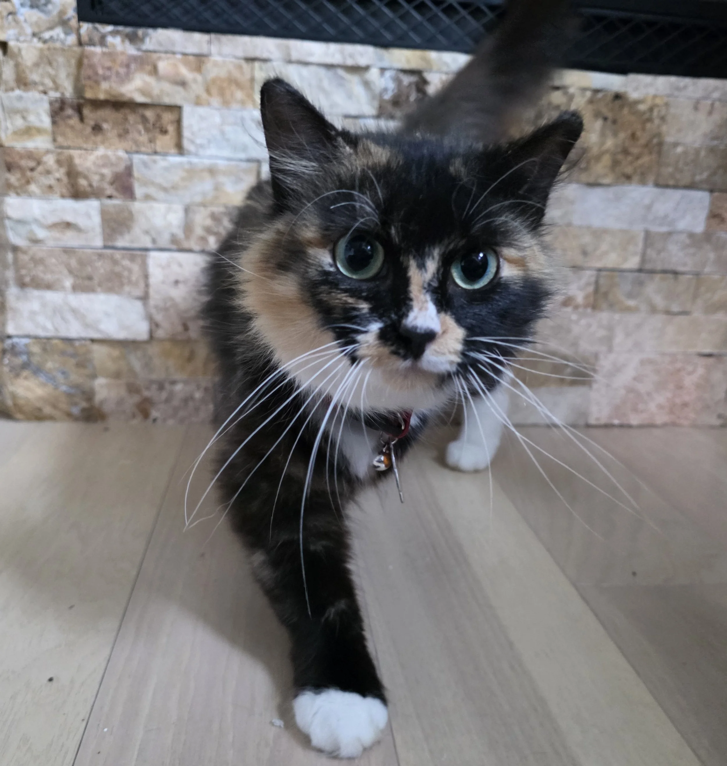 Female Tortoiseshell/Calico "Tortico" Cat for Adoption