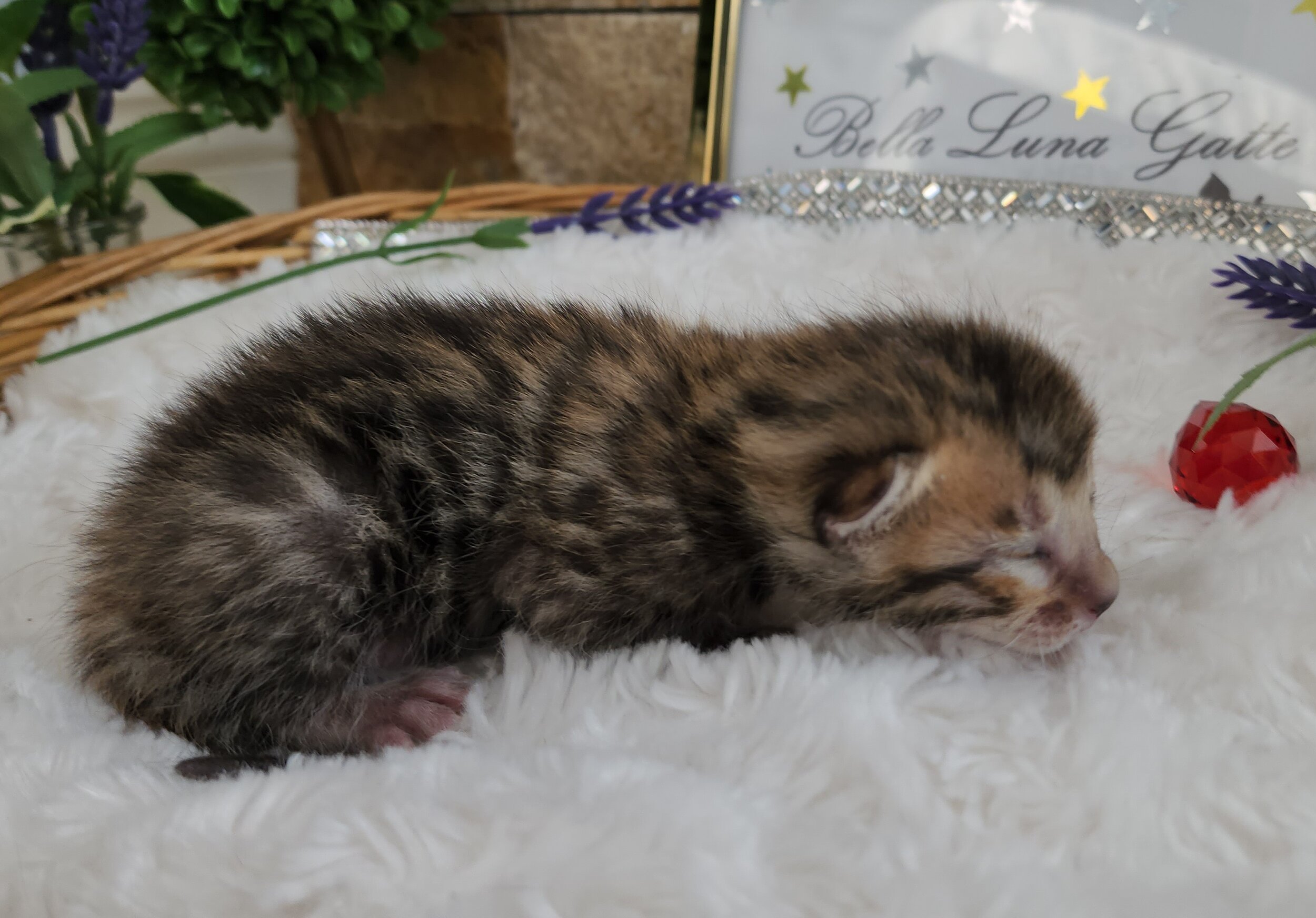 Purebred TICA Registered Female Snow Rosette Bengal Kitten in Minnesota