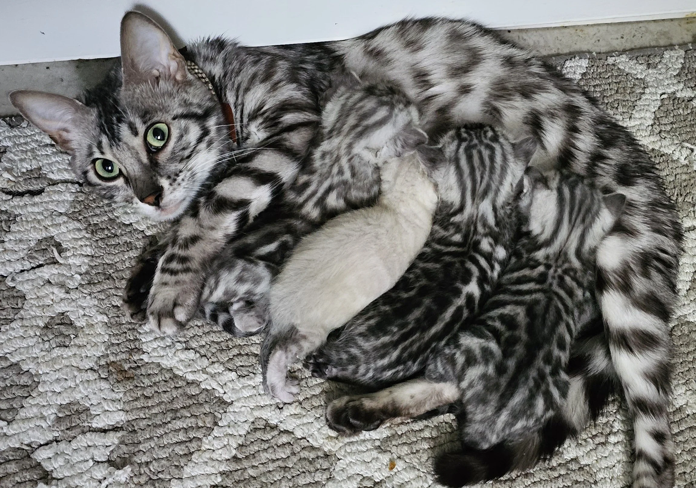 Purebred TICA Registered Male and Female Snow and Silver Rosette Bengal Kitten Available in Minnesota