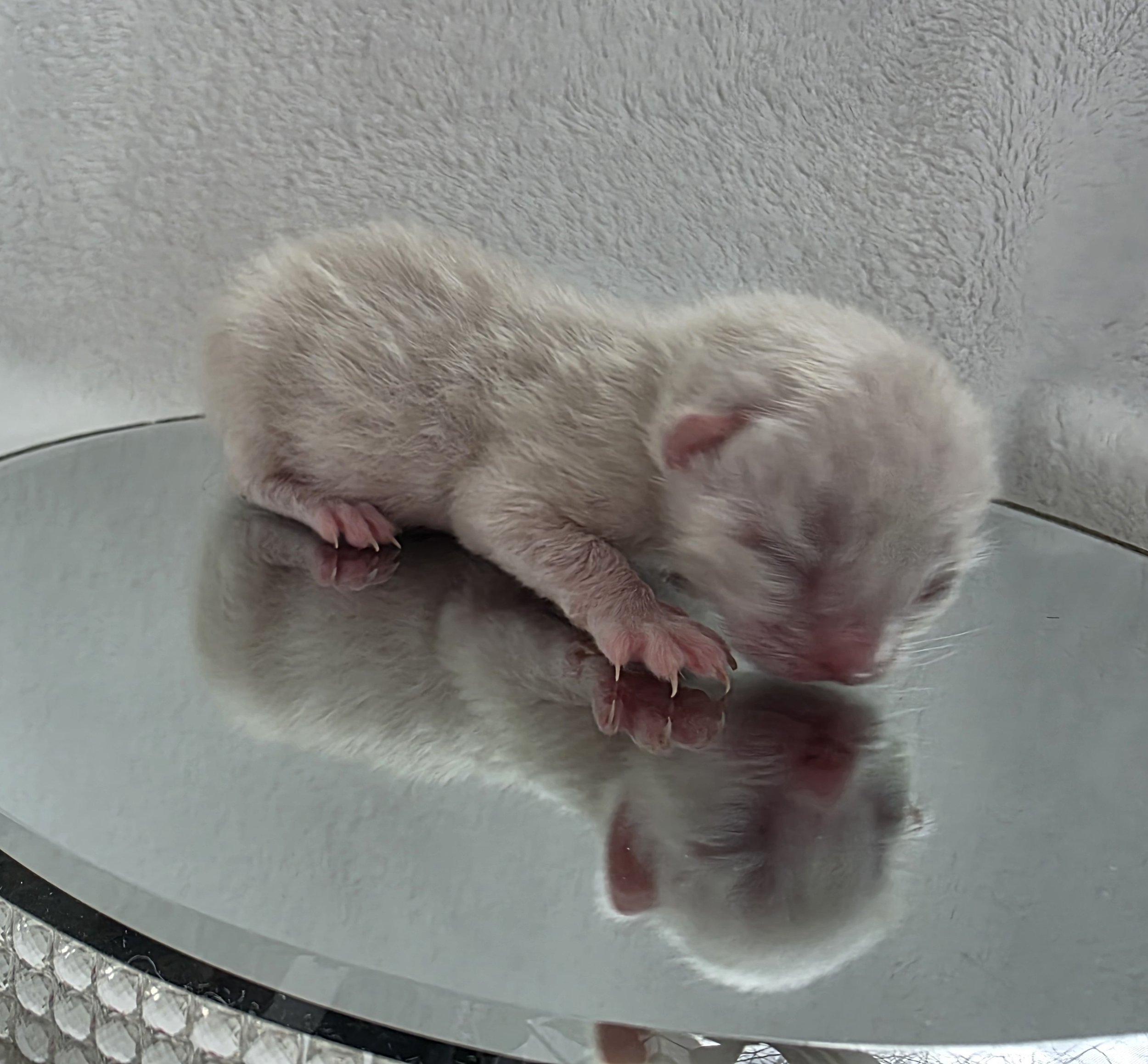 Newborn, Male, Snow Lynx, Bengal Kitten
