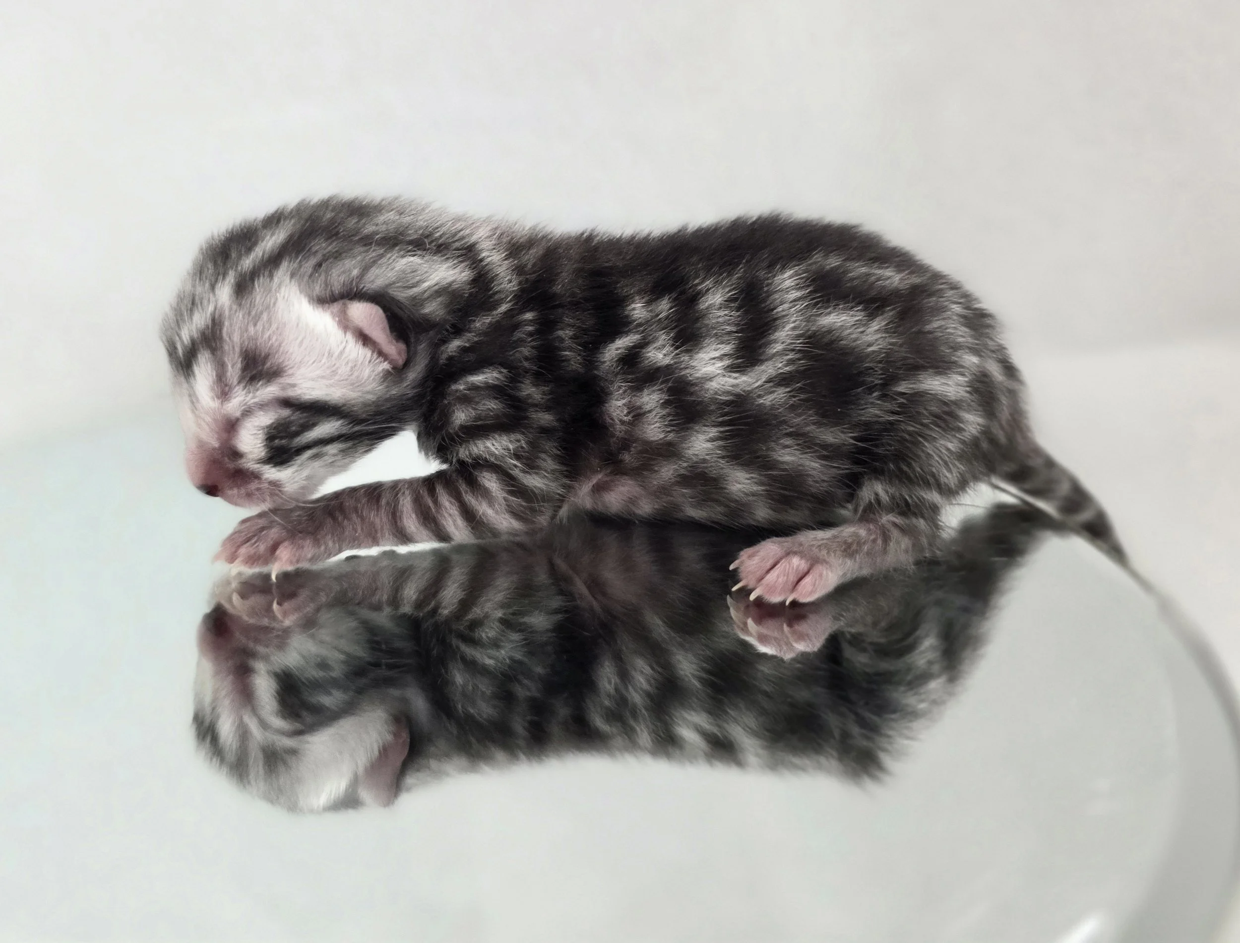 Newborn Silver Male Bengal Kitten