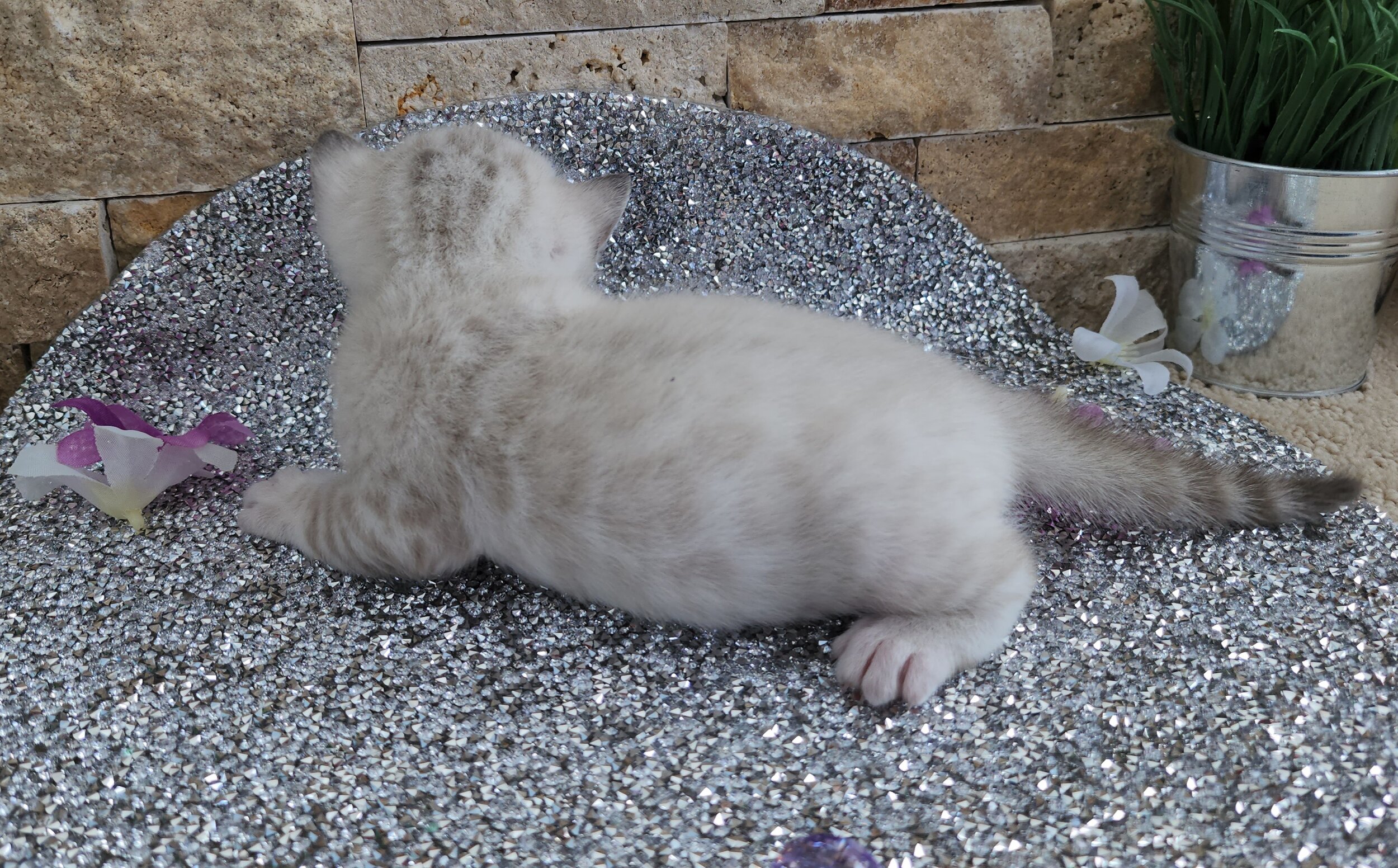 Purebred TICA Registered Female Snow Rosette Bengal Kitten in Minnesota