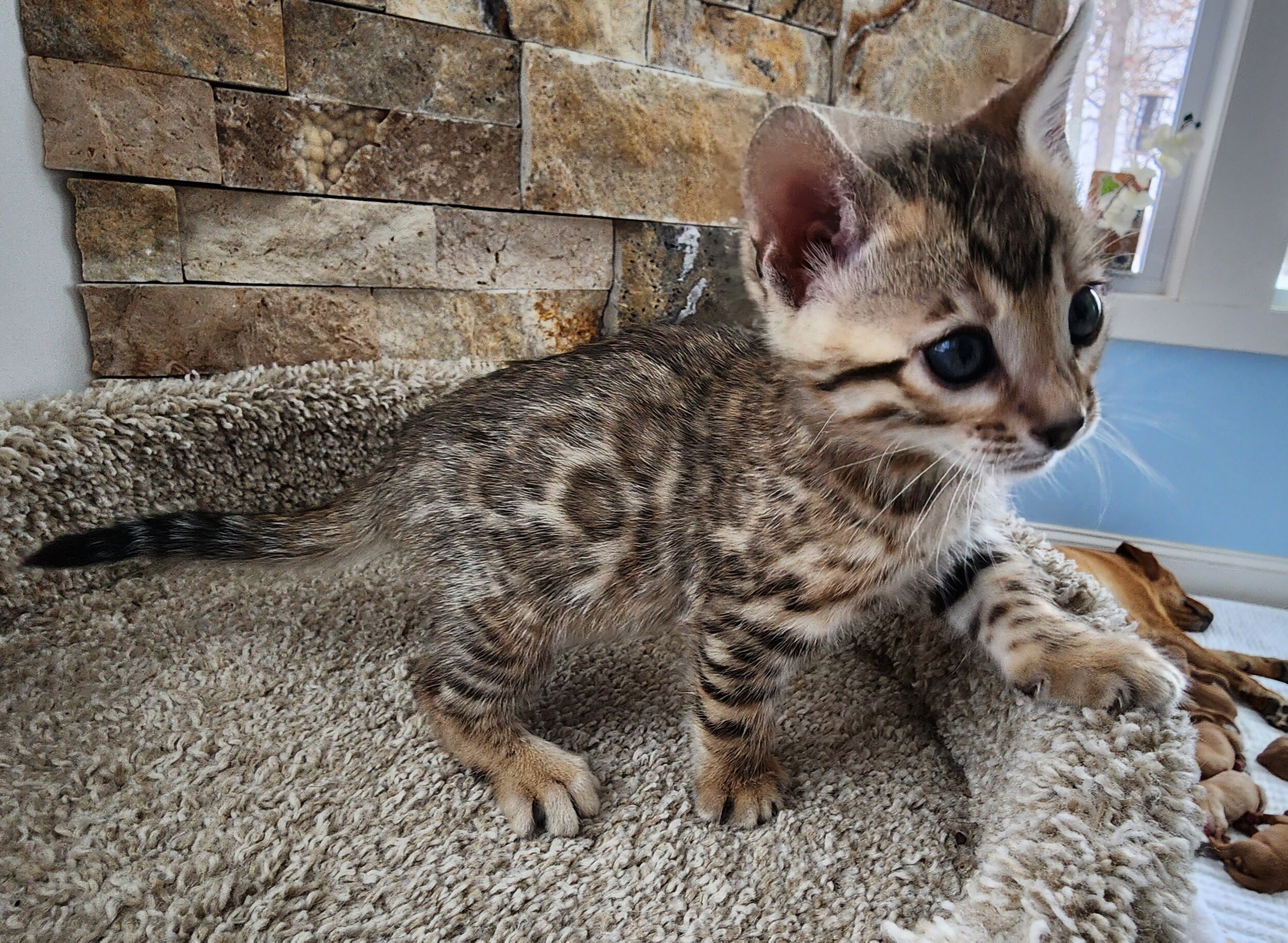 Purebred TICA Registered Female Brown Rosette Bengal Kitten Available in Minnesota