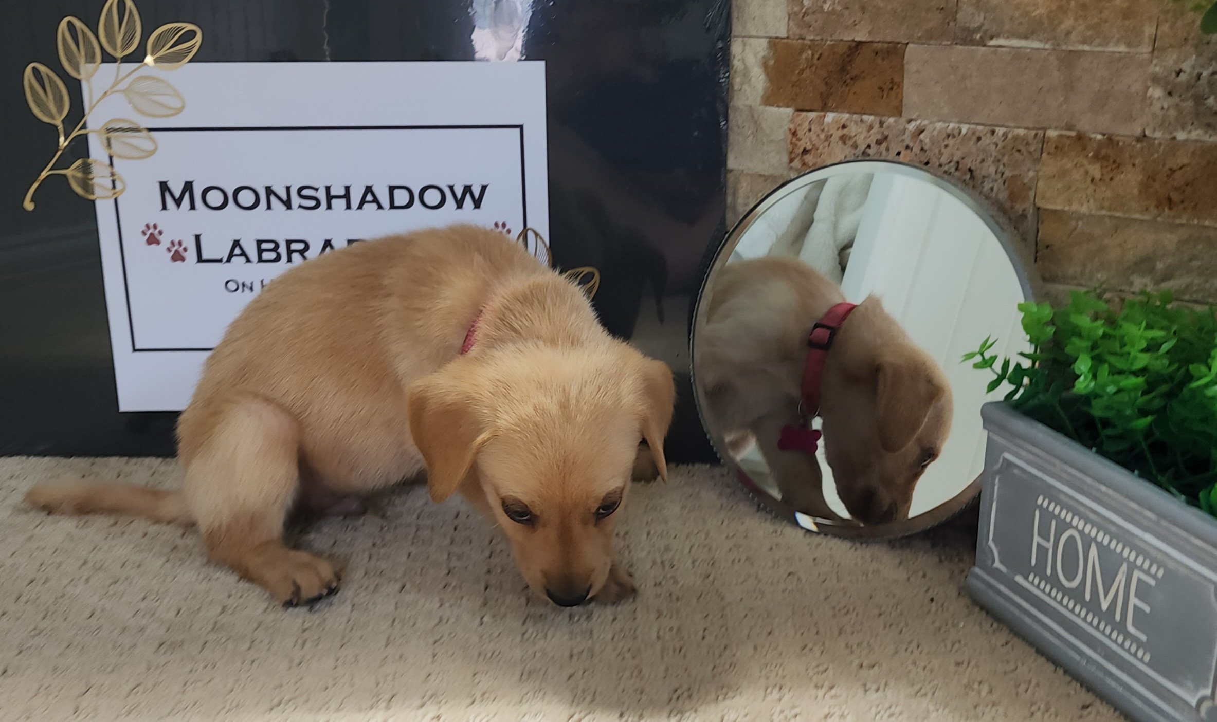 Fox Red Labrador Retriever Puppy