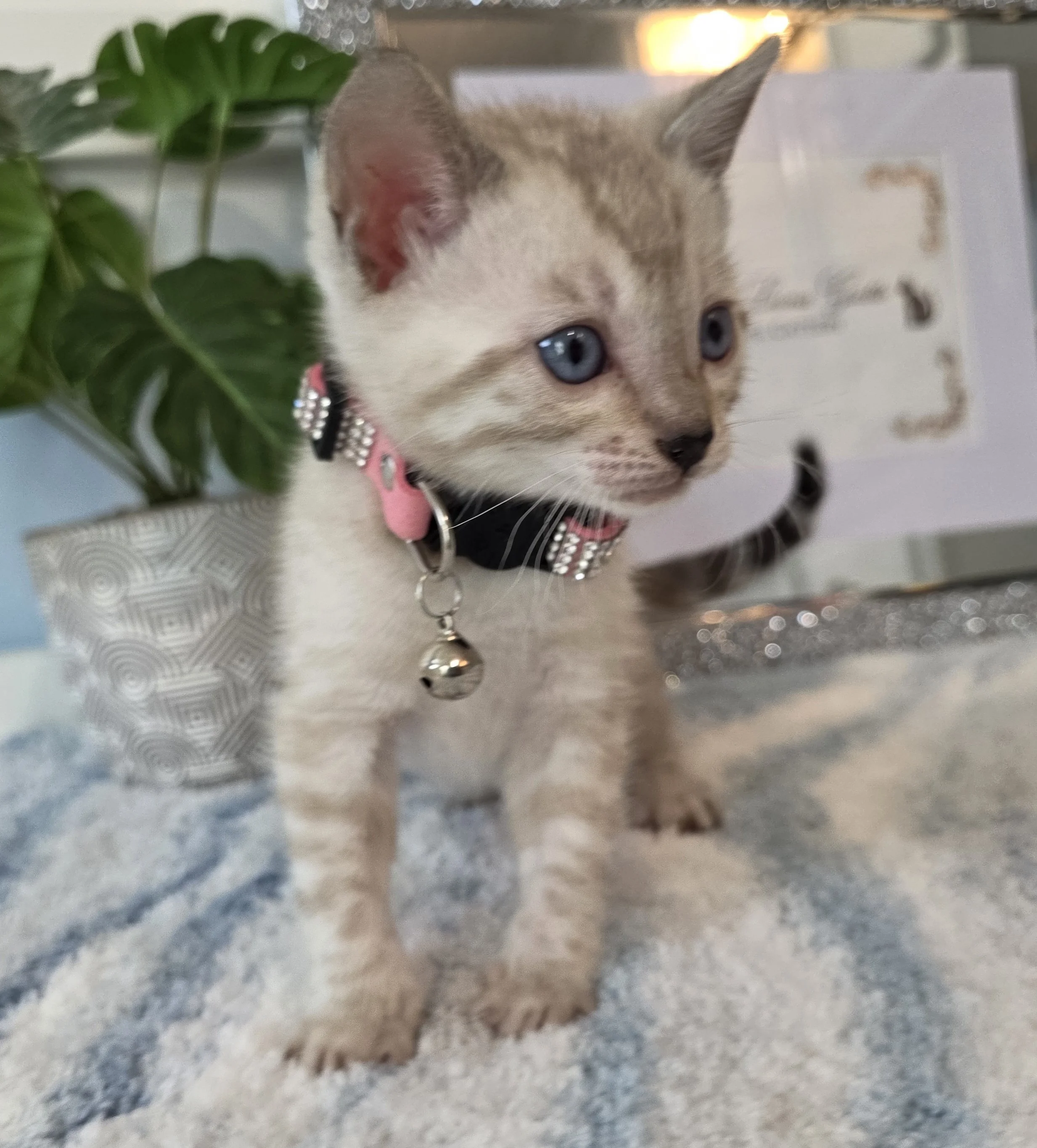 Six-Week-Old Female Snow Lynx Bengal Kitten
