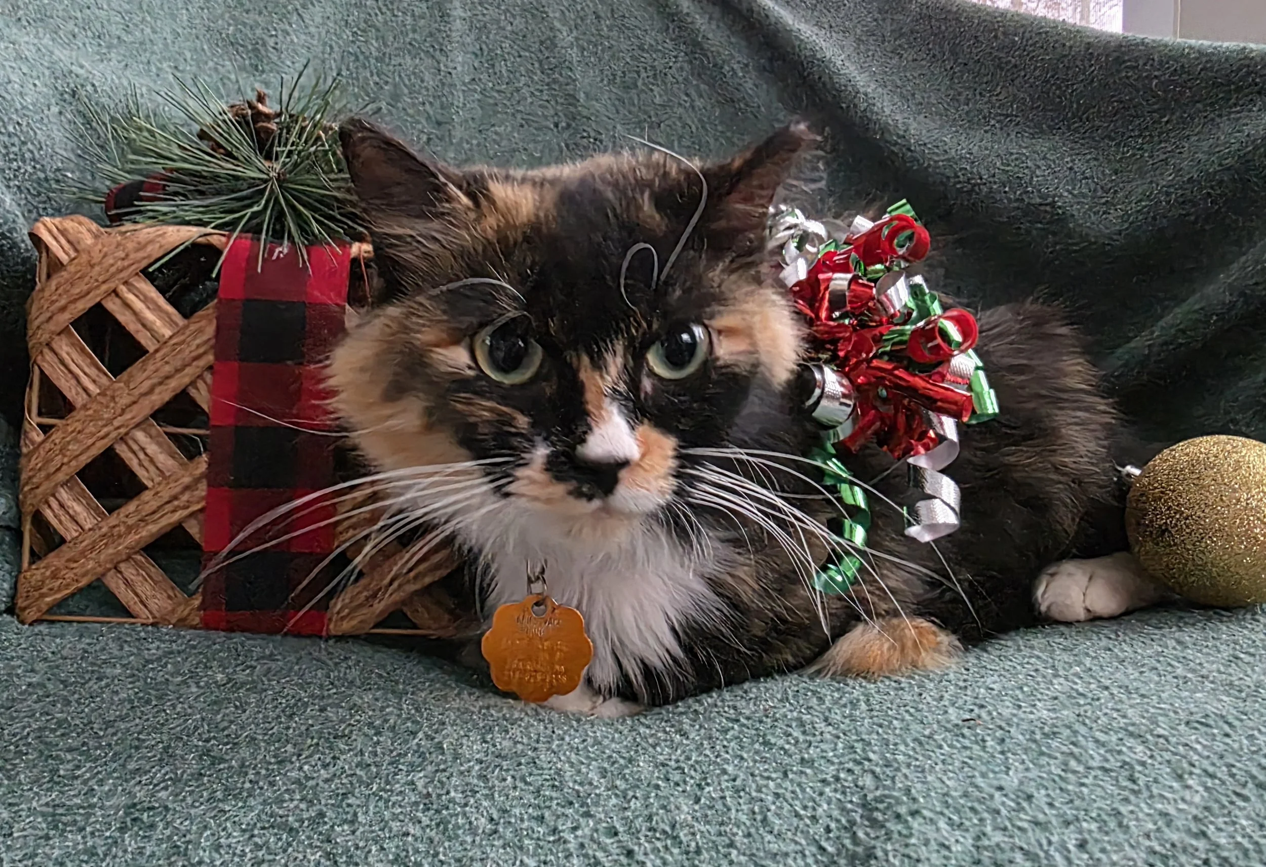 Female Tortoiseshell/Calico "Tortico" Cat for Adoption
