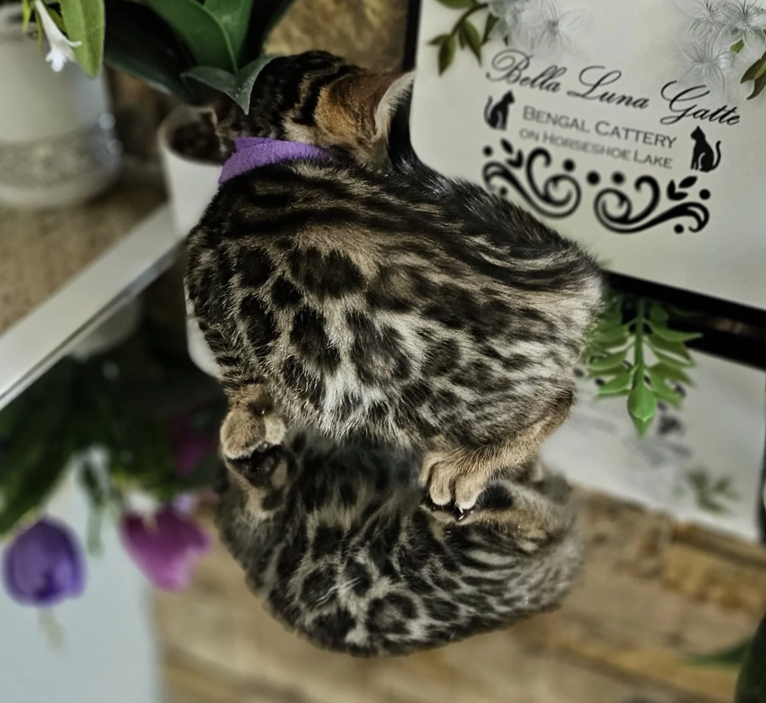 Purebred TICA Registered Female Brown Rosette Bengal Kitten Available in Minnesota