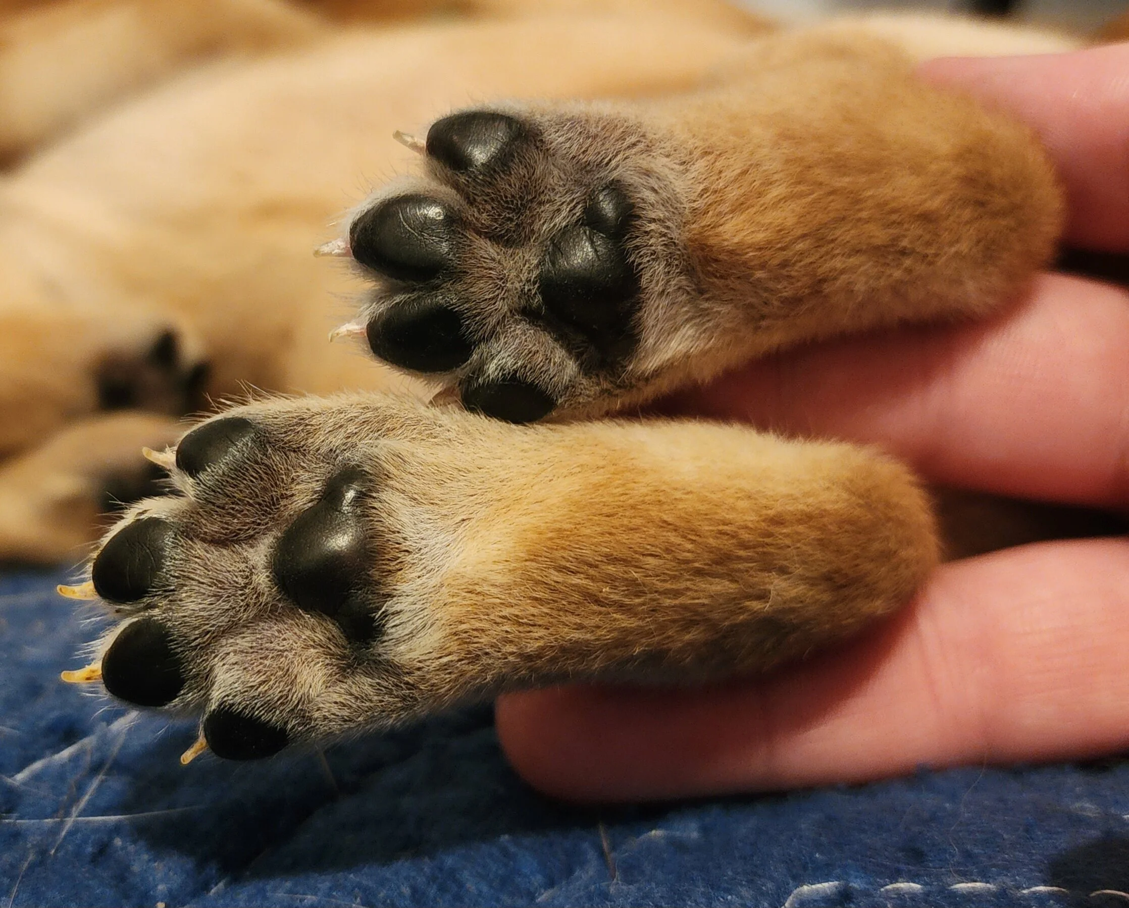 Two-Week-Old AKC Yellow Fox Red Labrador Retriever Puppies Available in Minnesota