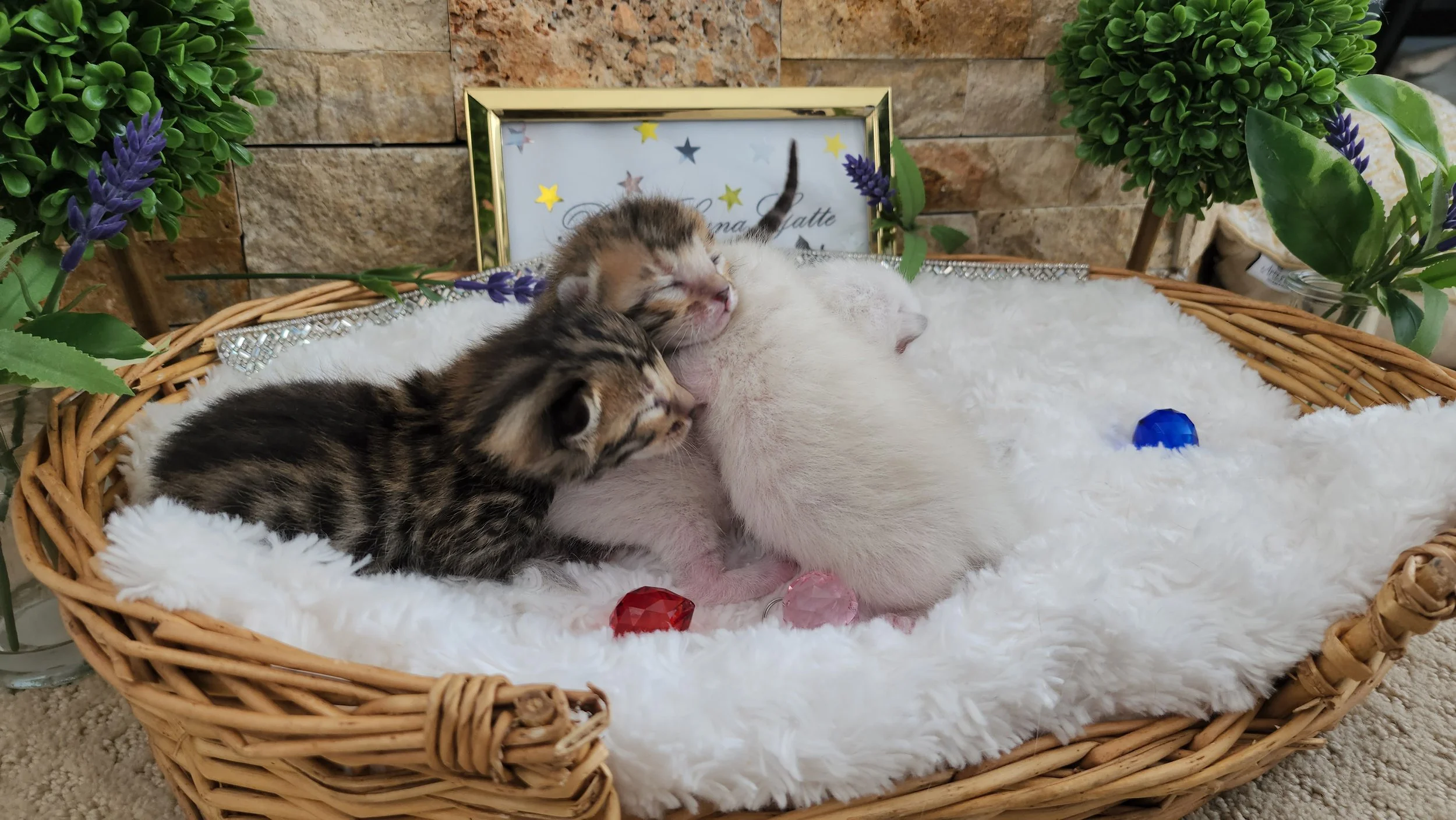 Brown and Snow Rosette Bengal Kittens Available in Minnesota 