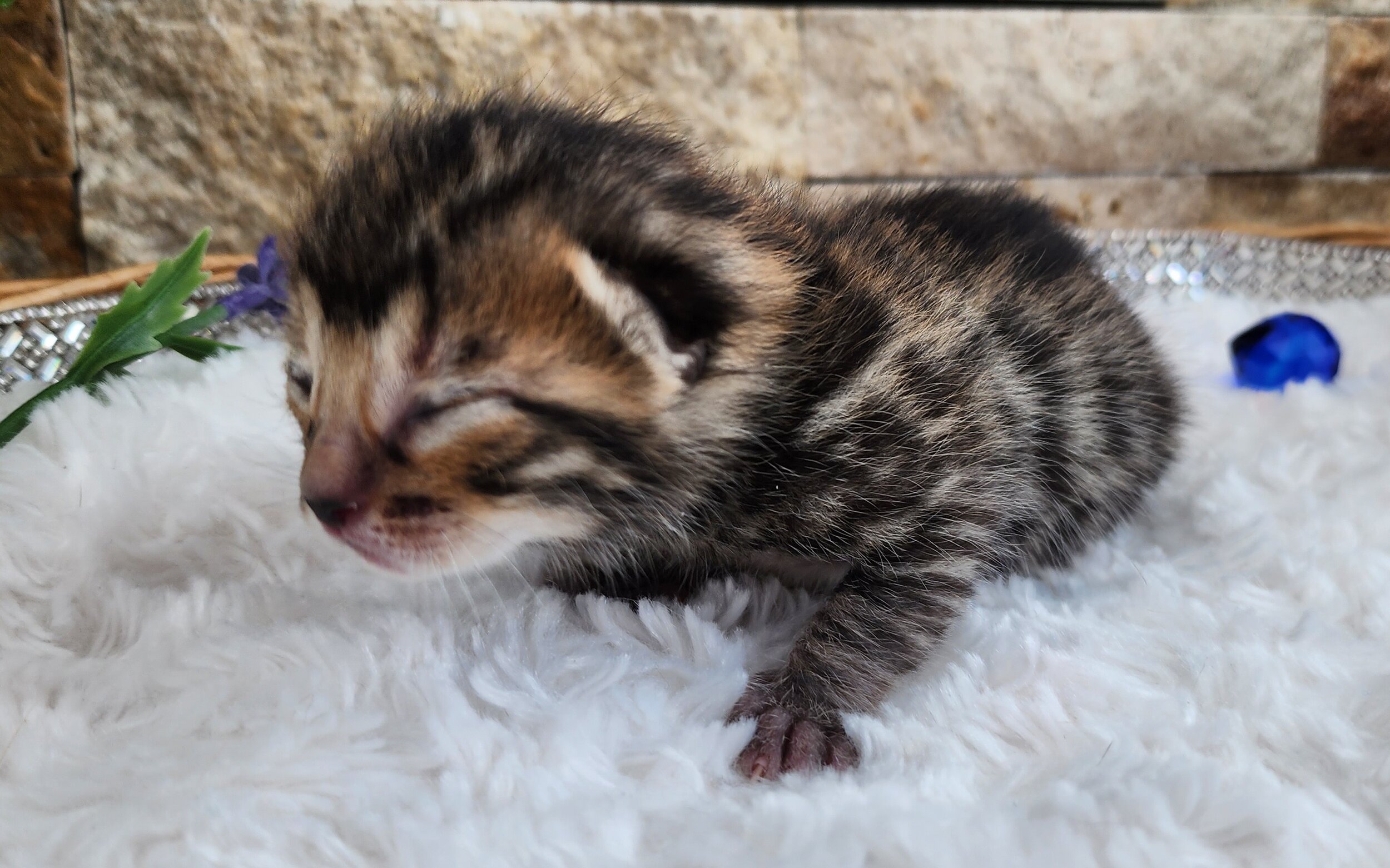 Purebred TICA Registered Male Brown Rosette Bengal Kitten Available in Minnesota