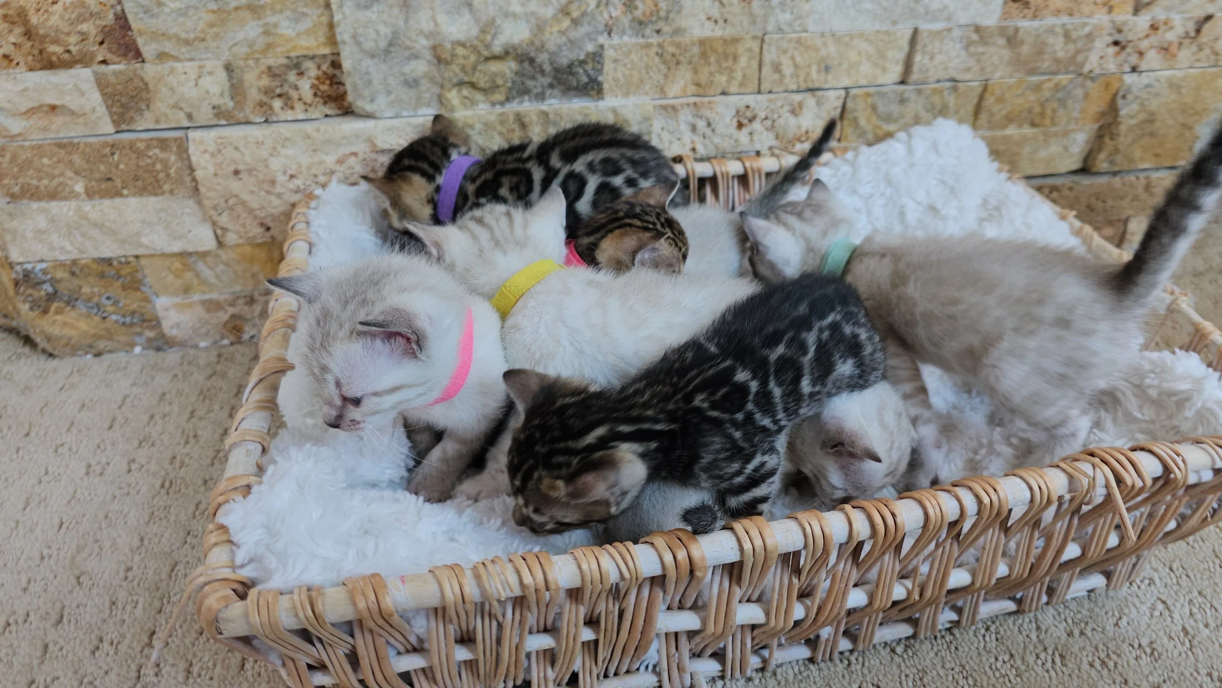 Labrador Retriever Puppies and Bengal Kittens