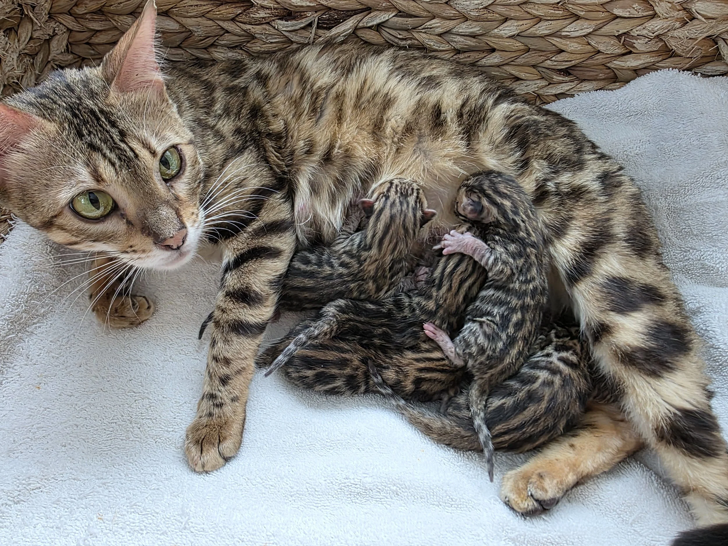 Female Brown Rosette Bengal Cat with Newborn Kittens
