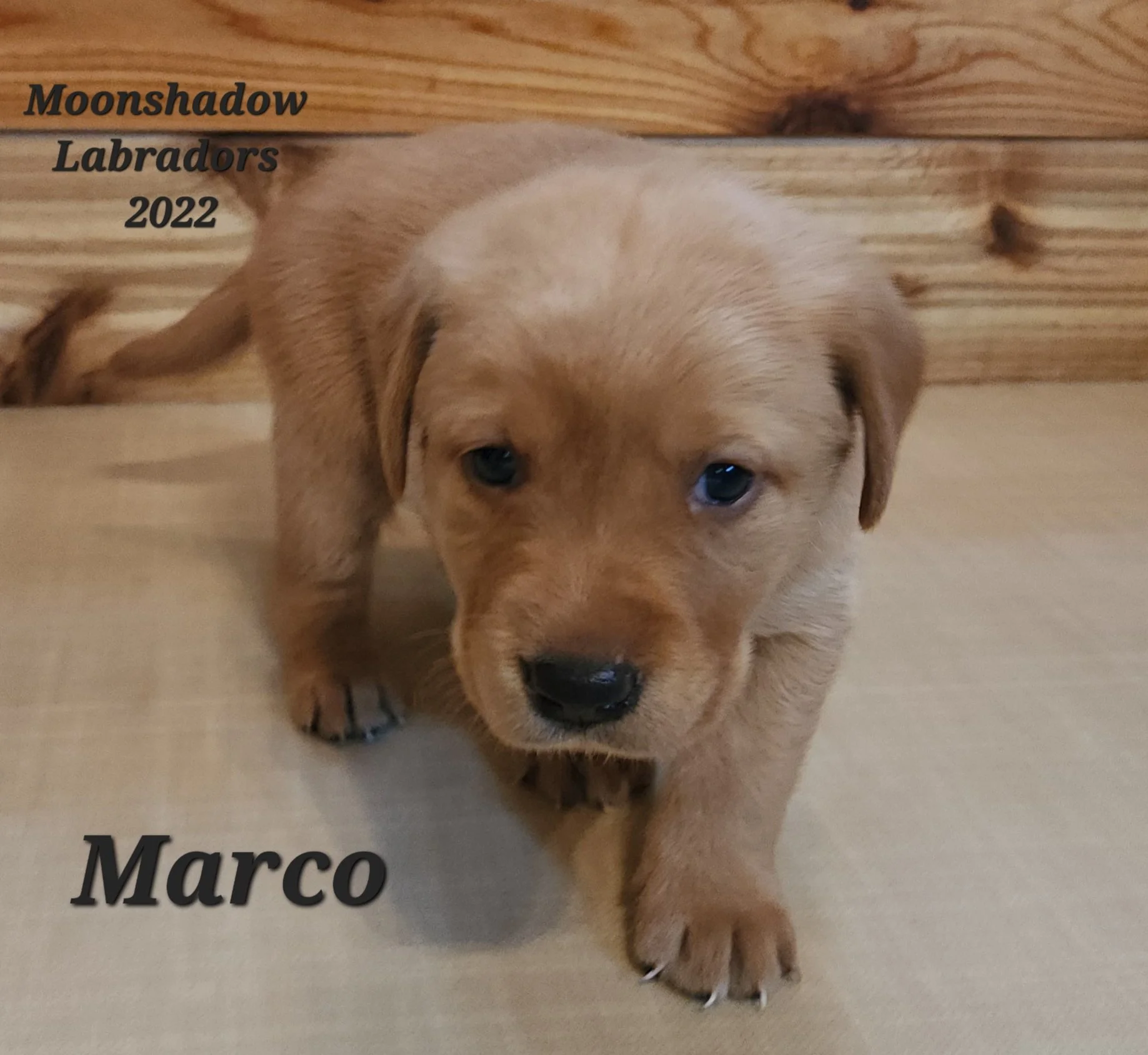 AKC Yellow Fox Red Labrador Retriever Puppies Available in Minnesota
