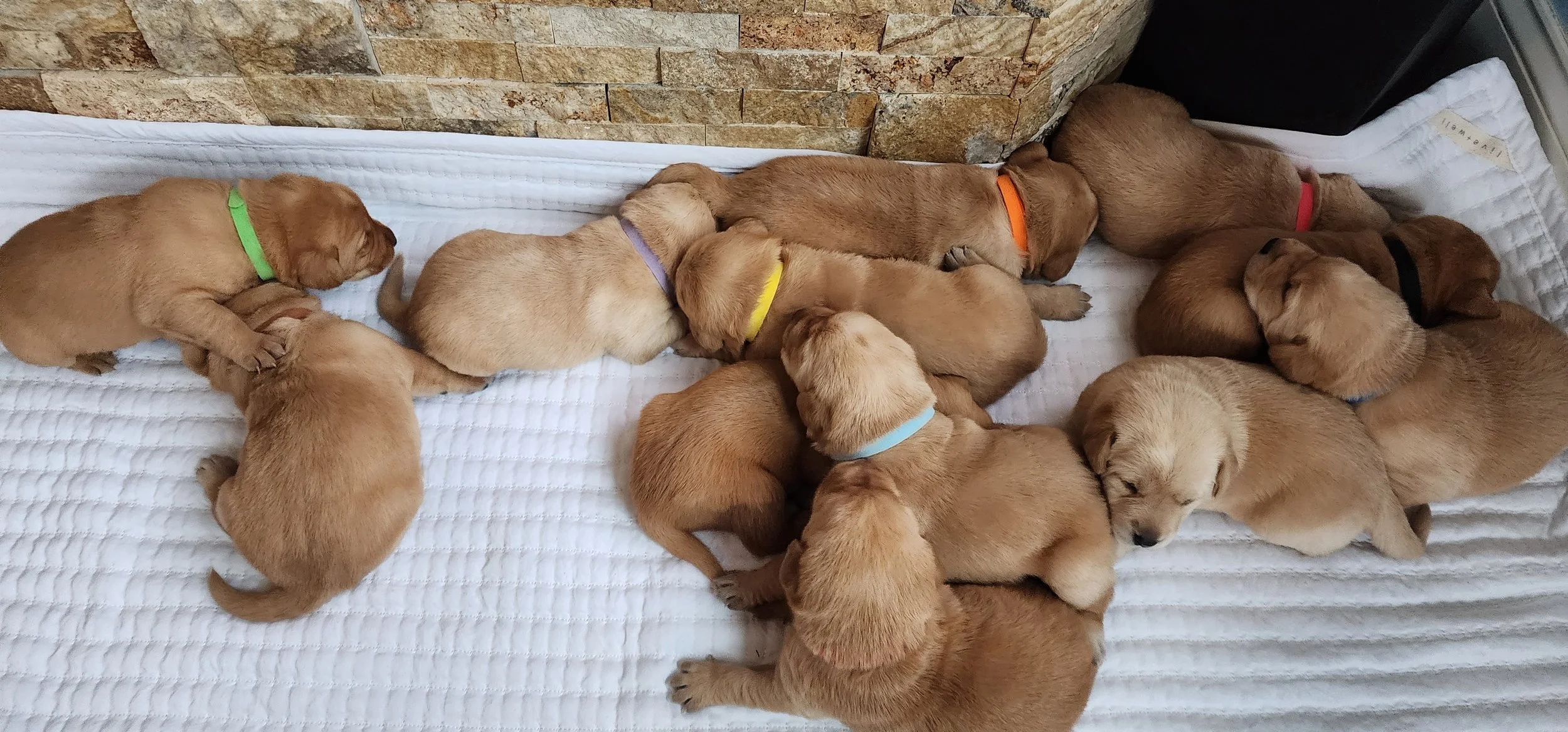 OFA Health Tested AKC Yellow Fox Red Labrador Retriever Puppies Available in Minnesota