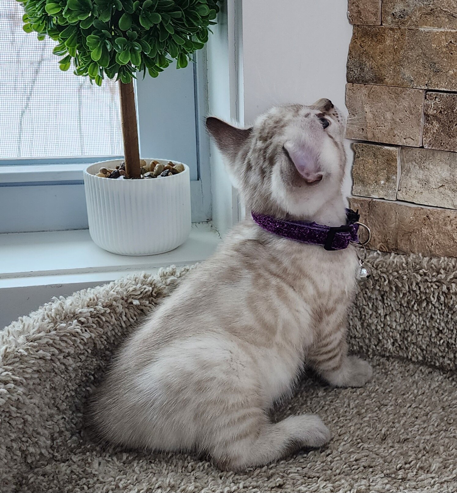 Purebred TICA Registered Female Snow Rosette Bengal Kitten in Minnesota