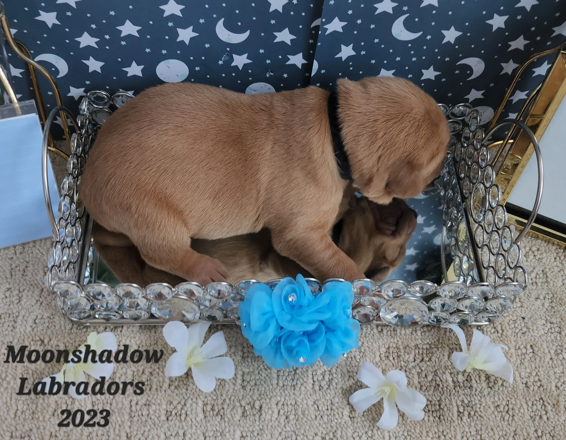 Male Yellow Fox Red Labrador Retriever Puppy in Minnesota