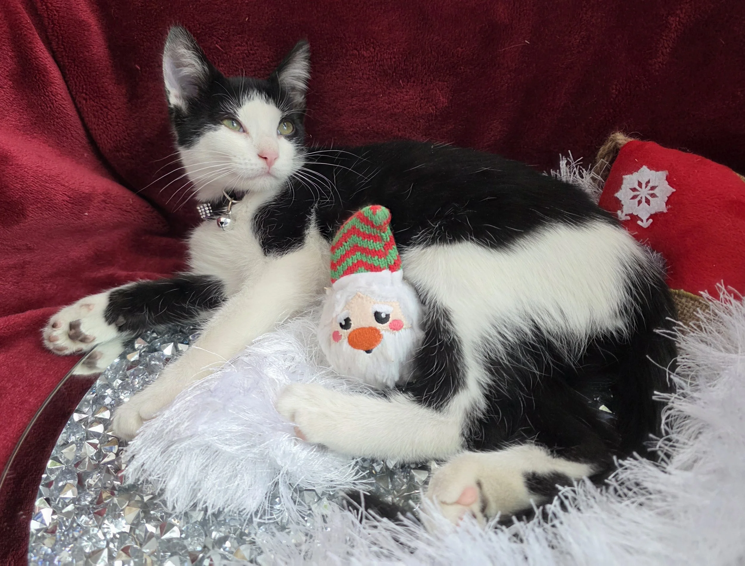Black & White Female Kitten for Adoption in Central Minnesota