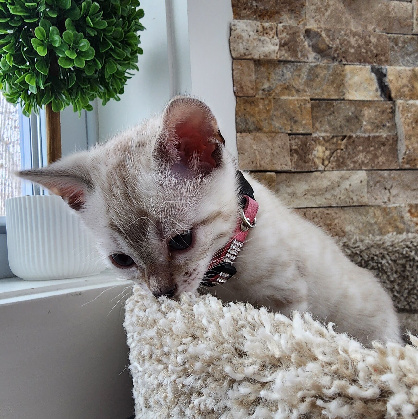 Purebred TICA Registered Female Snow Rosette Bengal Kitten in Minnesota