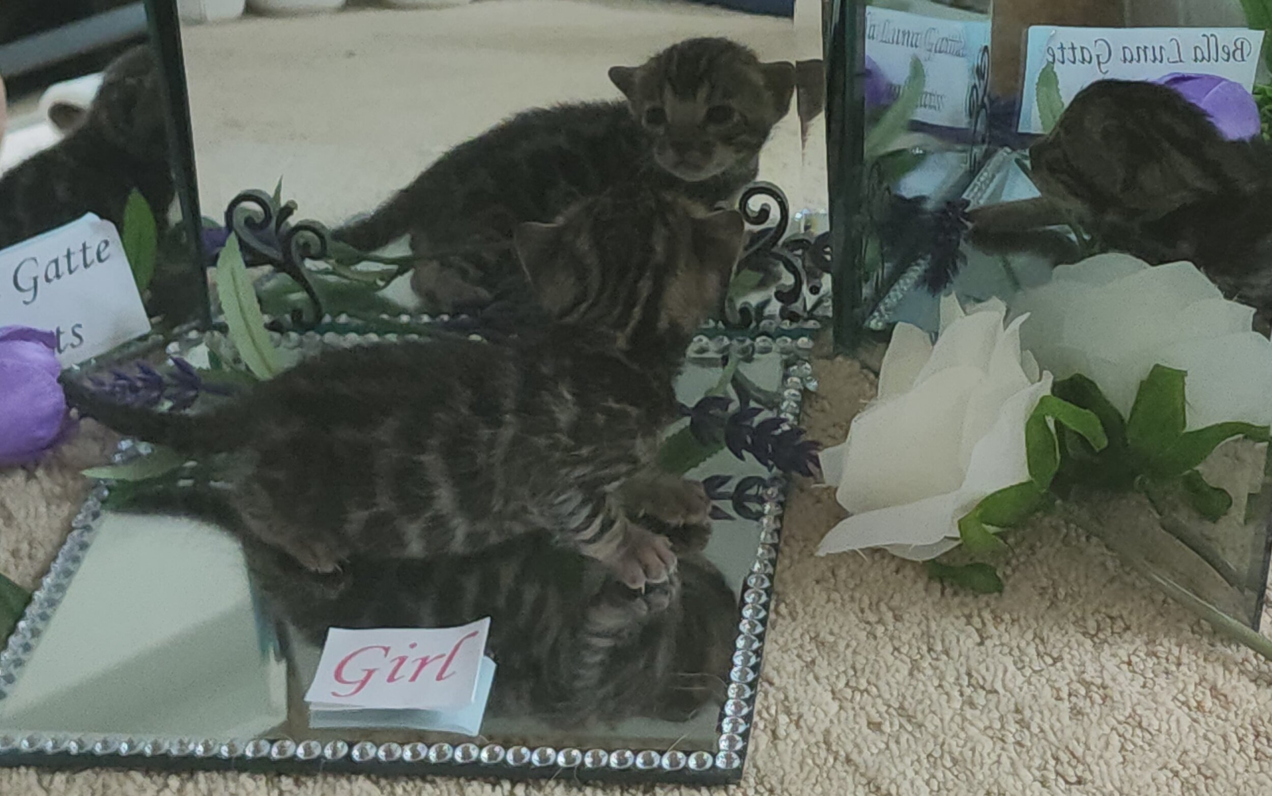 Purebred TICA Registered Female Brown Rosette Bengal Kitten Available in Minnesota