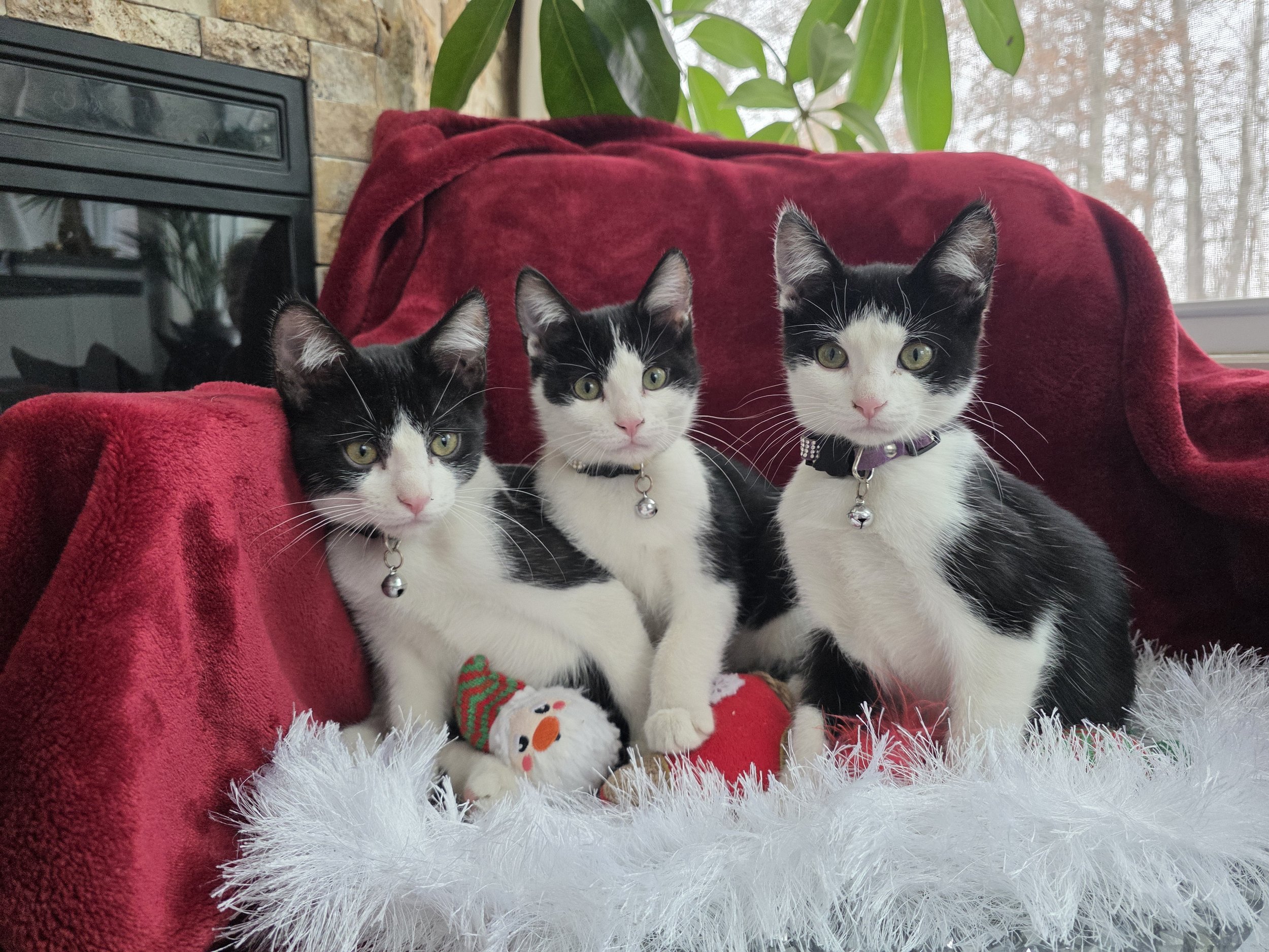 Black & White Kittens for Adoption in the Brainerd, Minnesota Area
