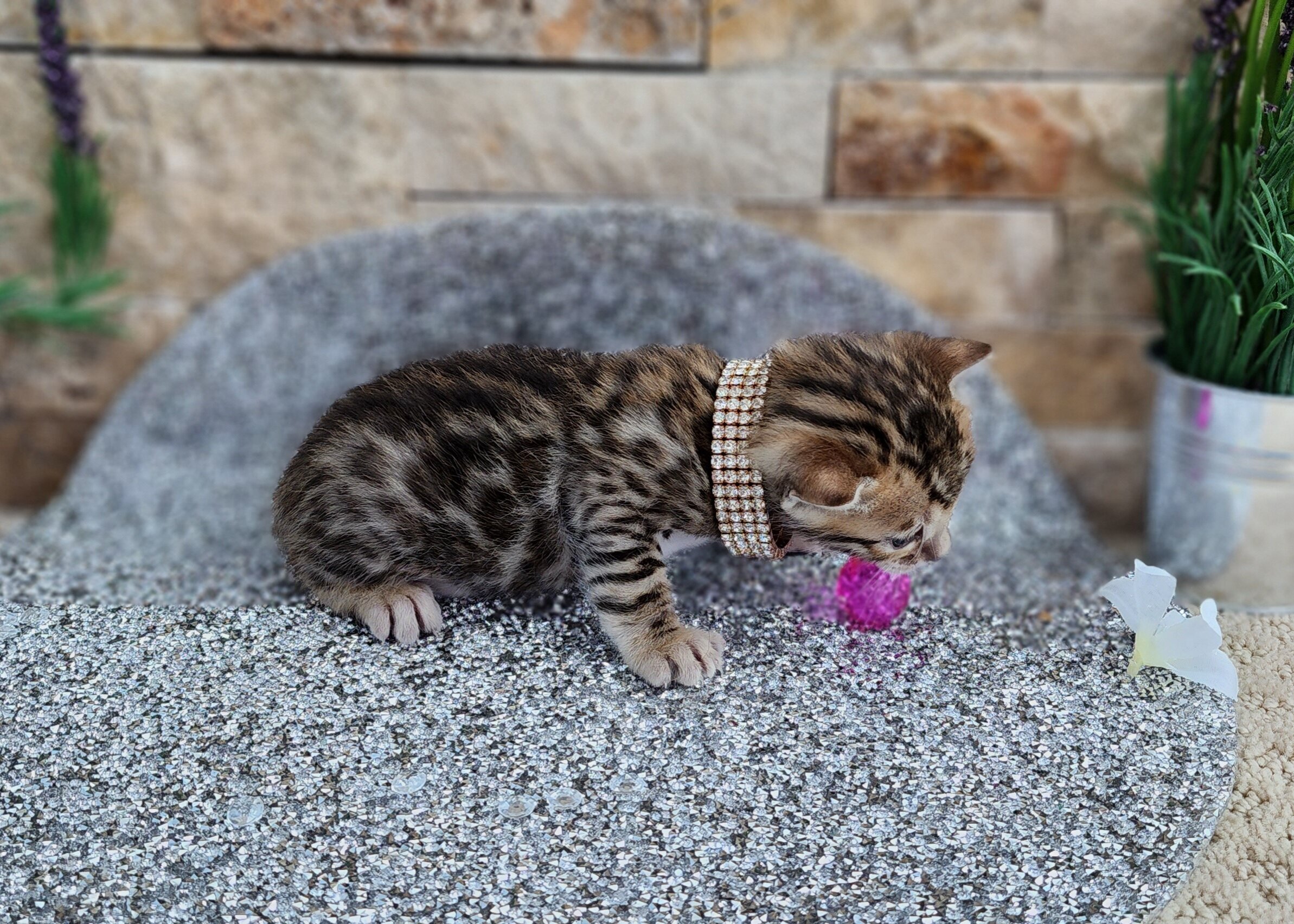 Purebred TICA Registered Female Brown Rosette Bengal Kitten Available in Minnesota