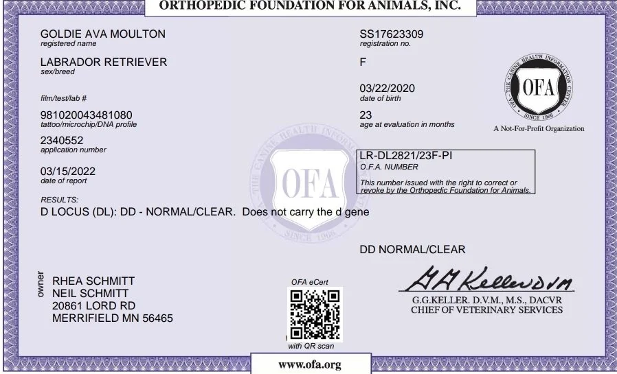 OFA-CHIC Certified Female Labrador Retriever in Minnesota