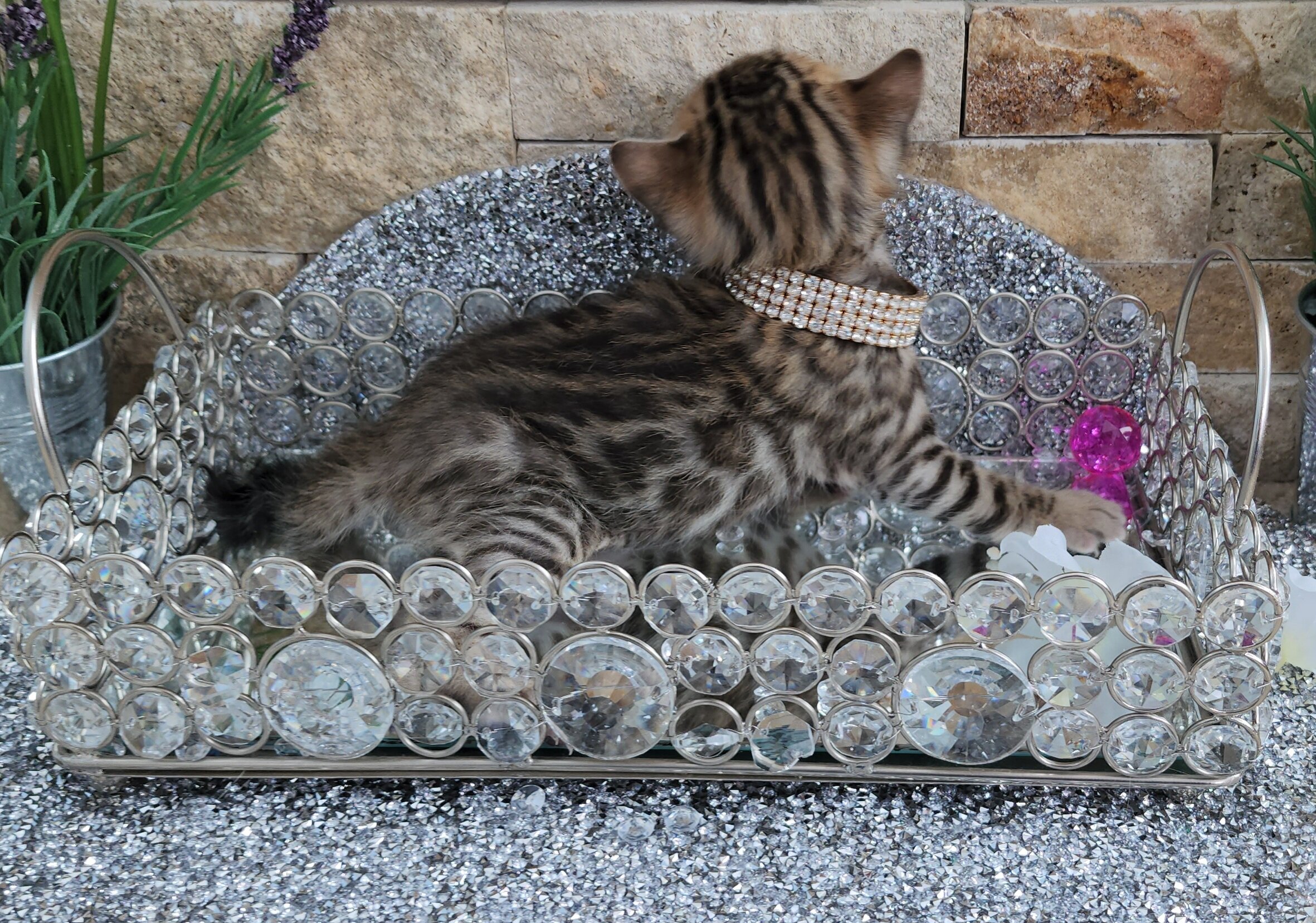Purebred TICA Registered Female Brown Rosette Bengal Cat in Minnesota