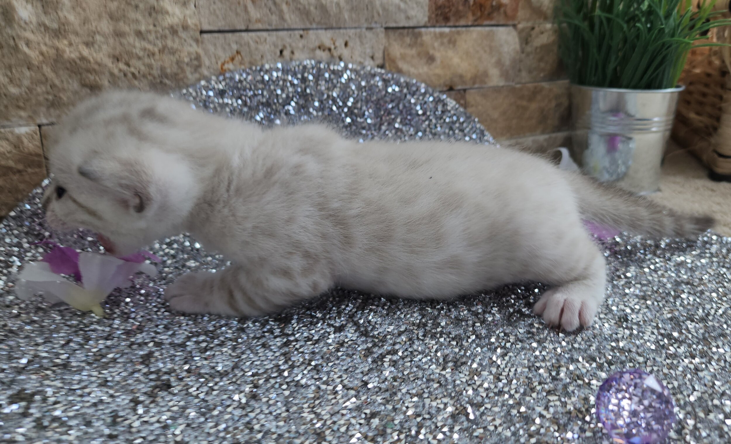 Purebred TICA Registered Female Snow Rosette Bengal Kitten in Minnesota