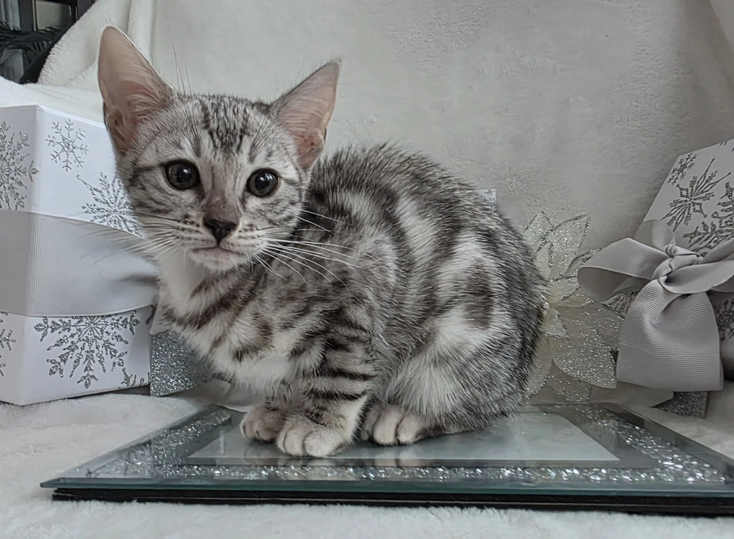 Ten-Week-Old, Female, Silver, Bengal Kitten