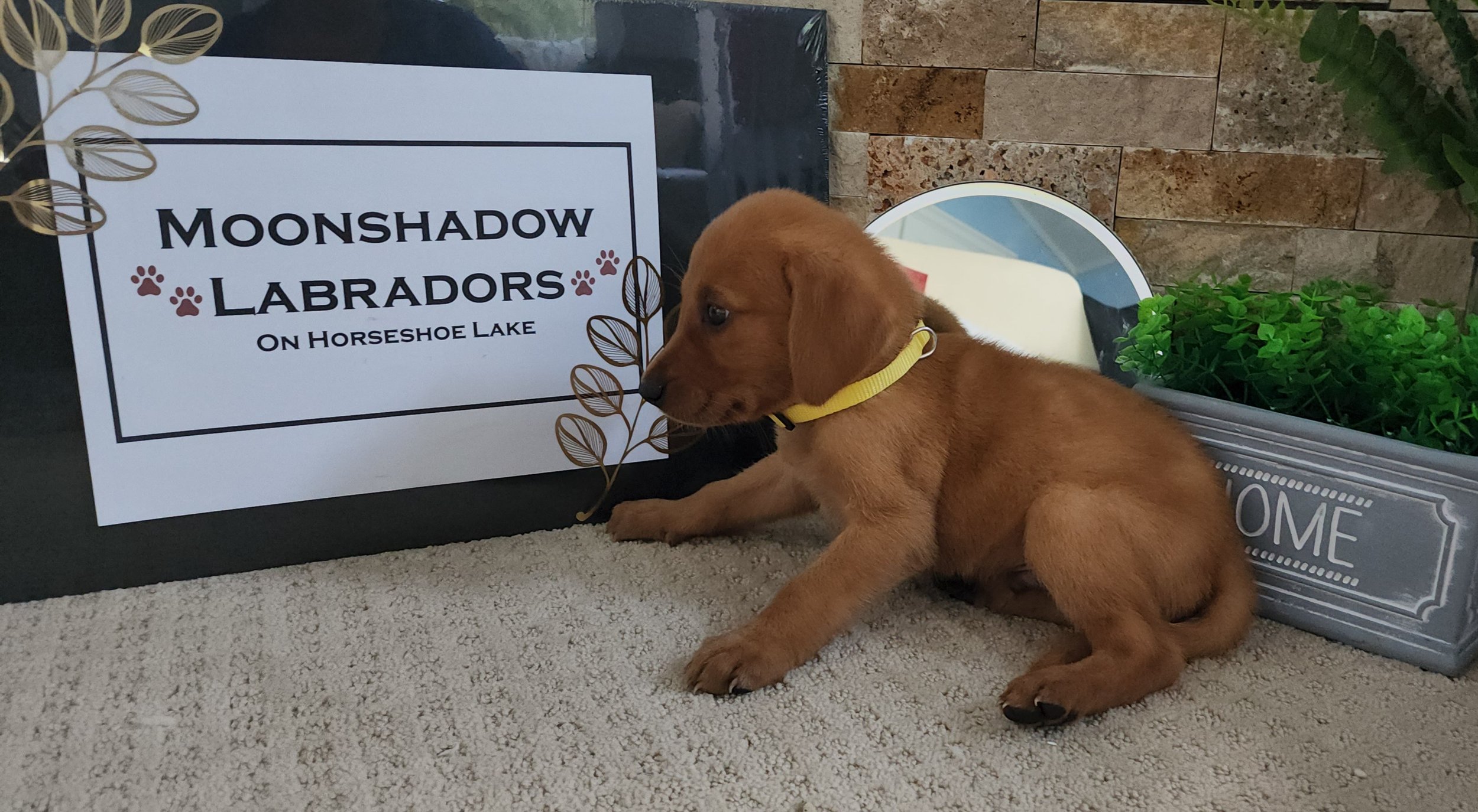 Fox Red Labrador Retriever Puppy in Minnesota