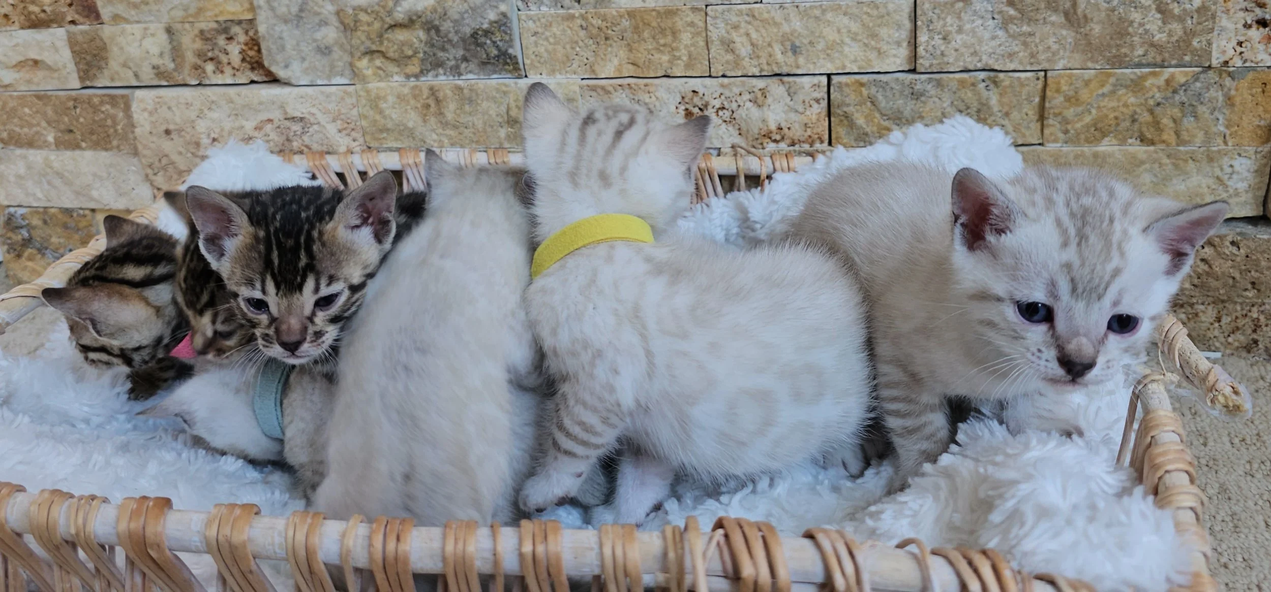 Labrador Retriever Puppies and Bengal Kittens
