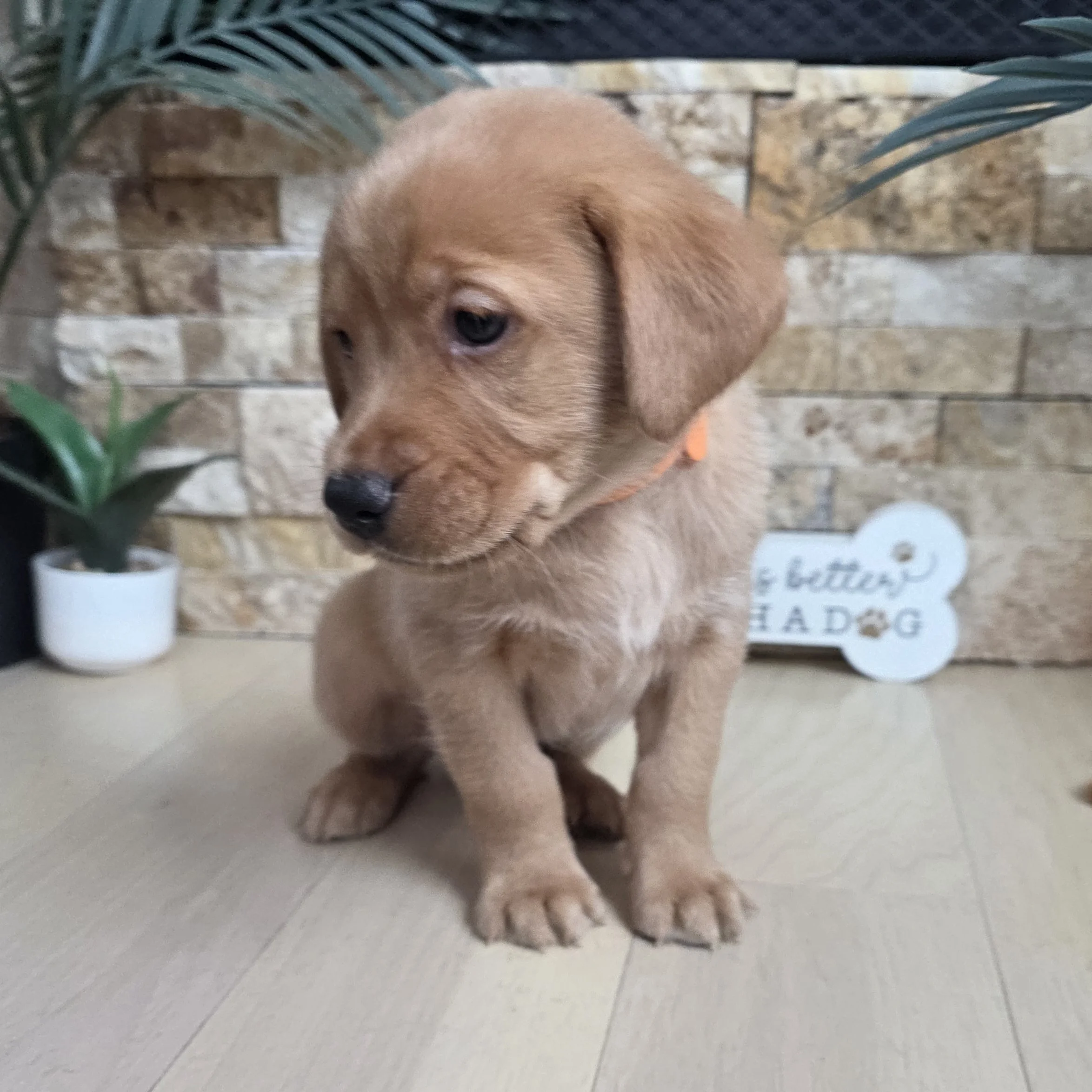 Six-Week-Old Male Yellow/Fox Red Labrador Retriever Puppy