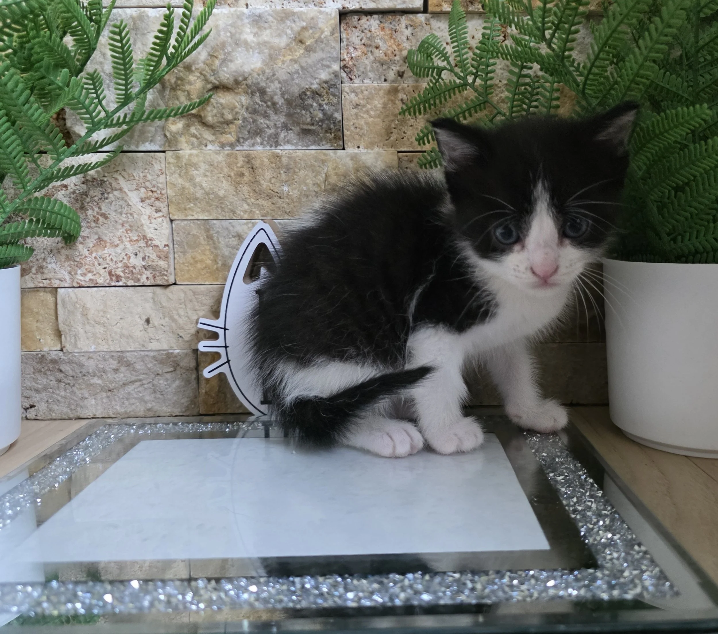 Black & White Male Kitten for Adoption in the Brainerd, MN Area