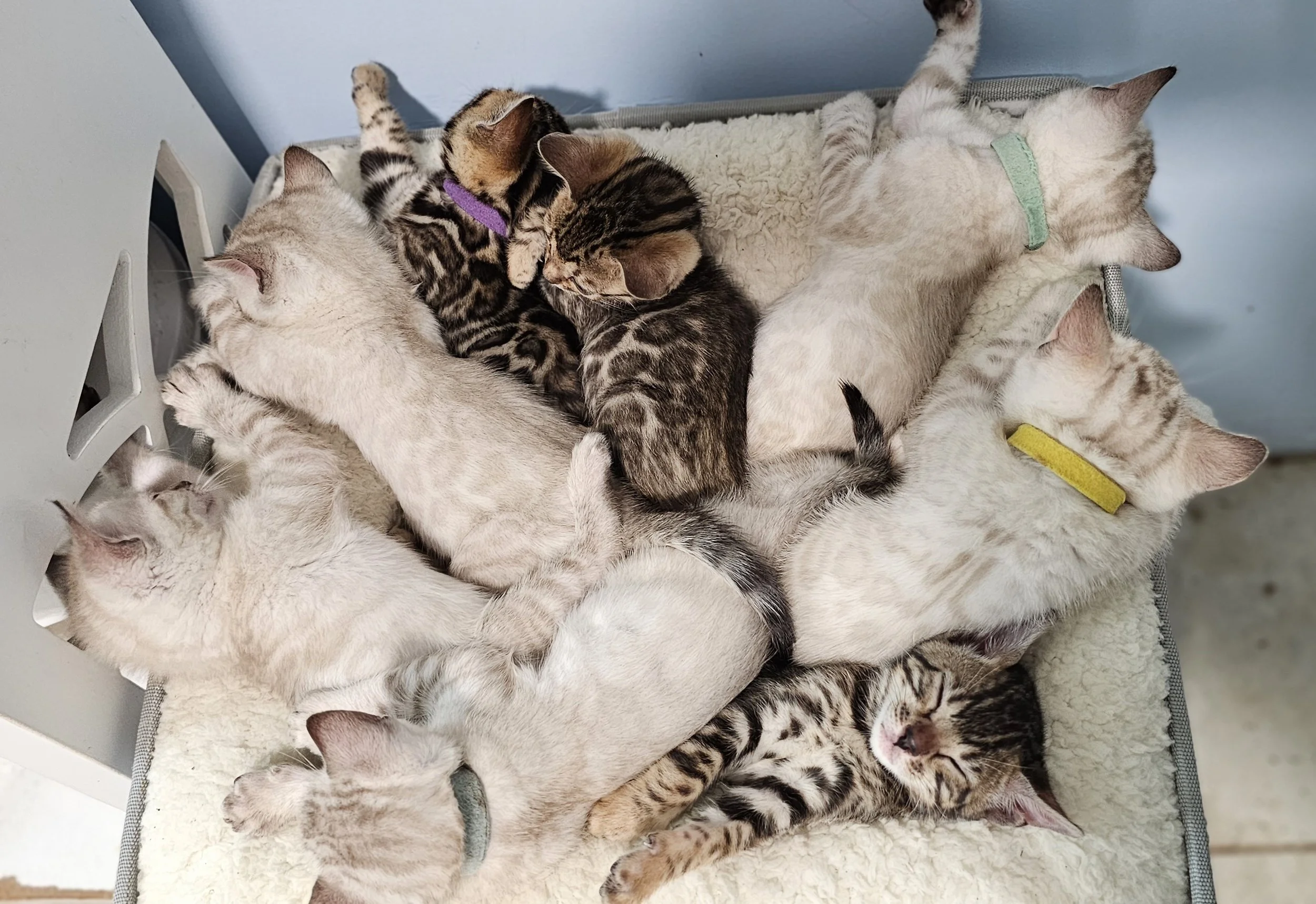 Purebred TICA Registered Male and Female Snow and Brown Rosette Bengal Kitten Available in Minnesota