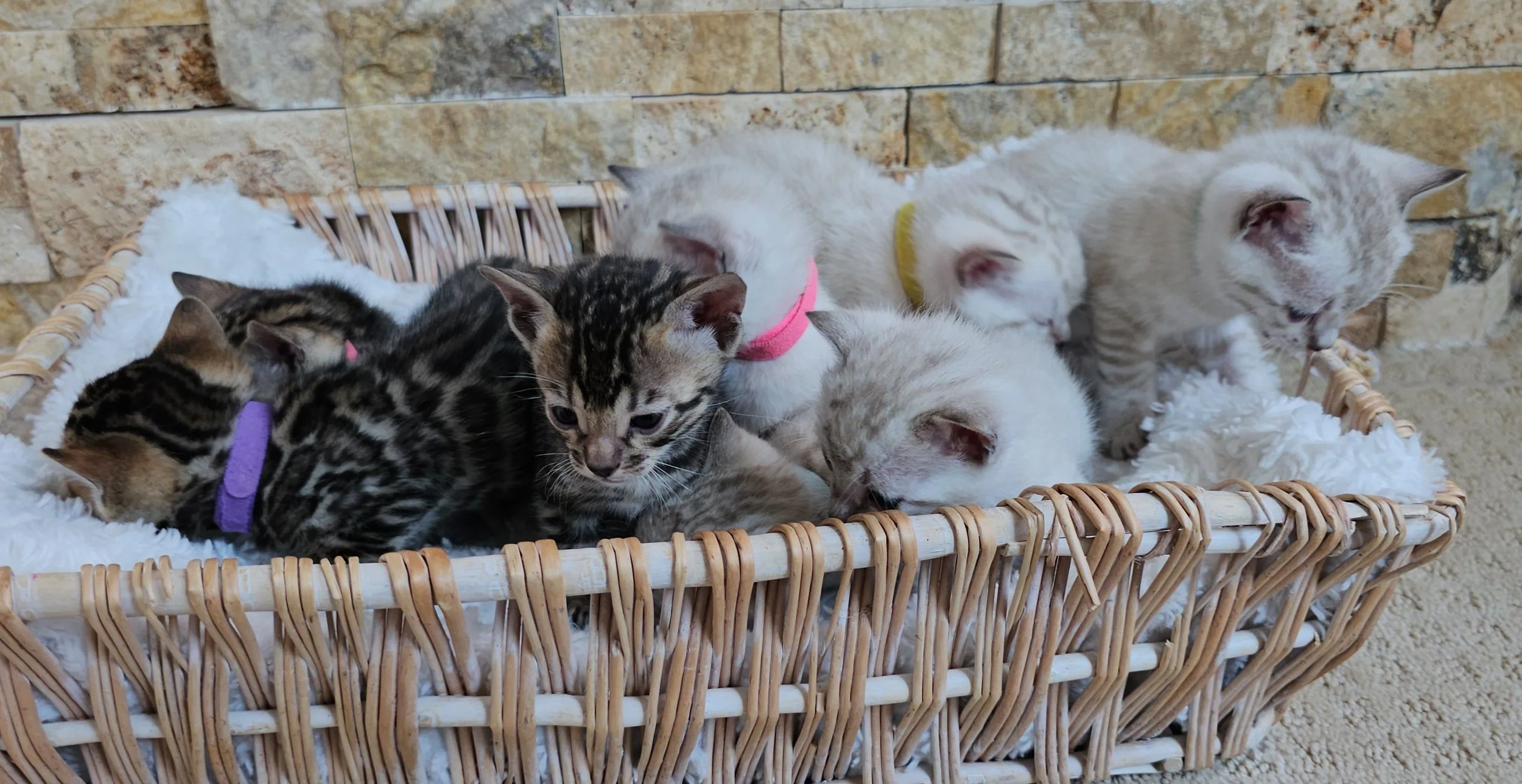 Labrador Retriever Puppies and Bengal Kittens