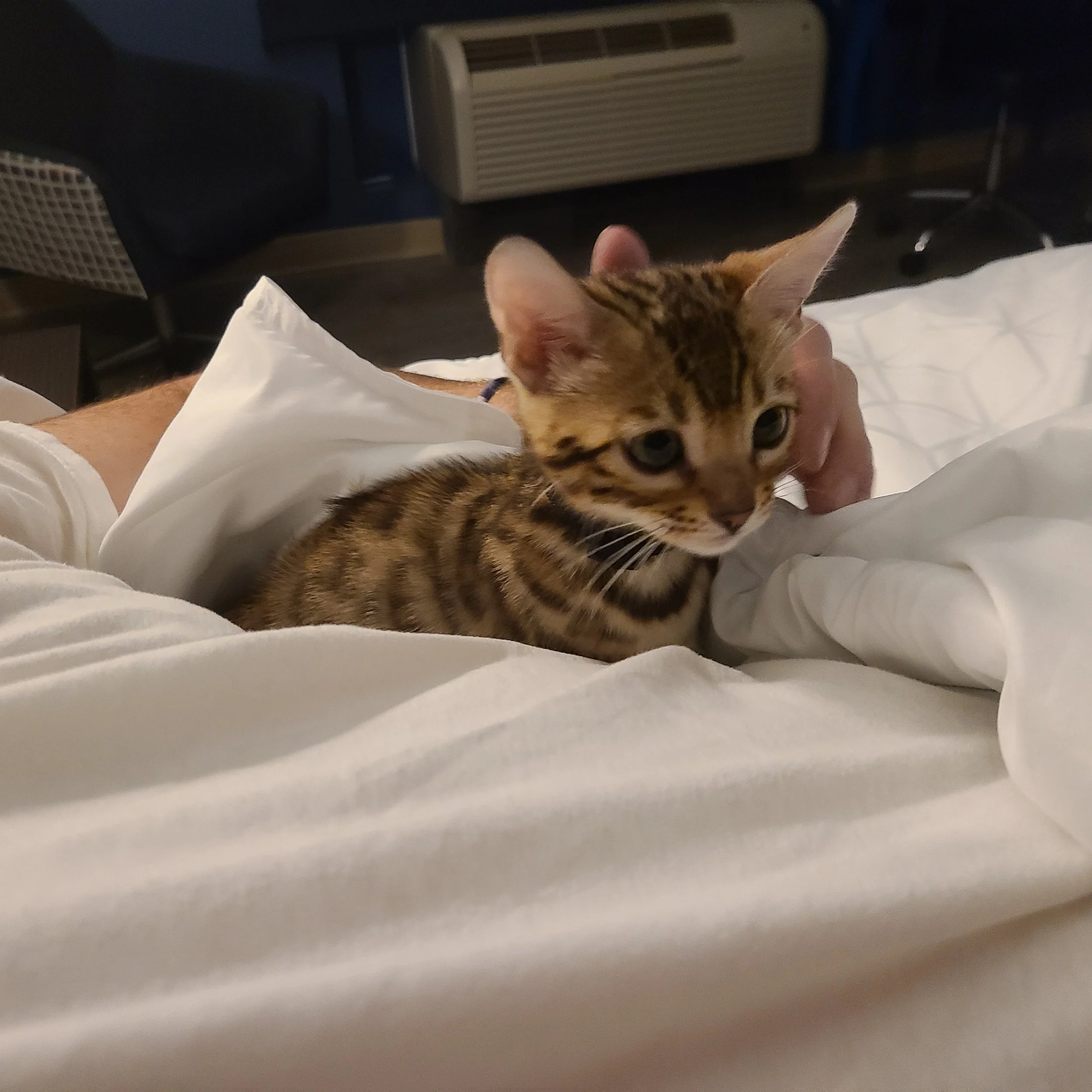 Brown/Black Spotted Female Bengal Cat with Donut/Rosette Spots in Minnesota