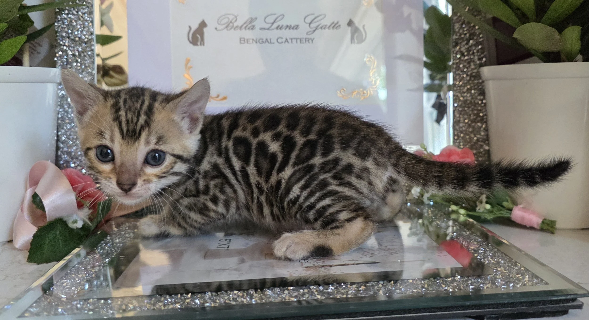Four and a Half-Week-Old Brown Bengal Kitten