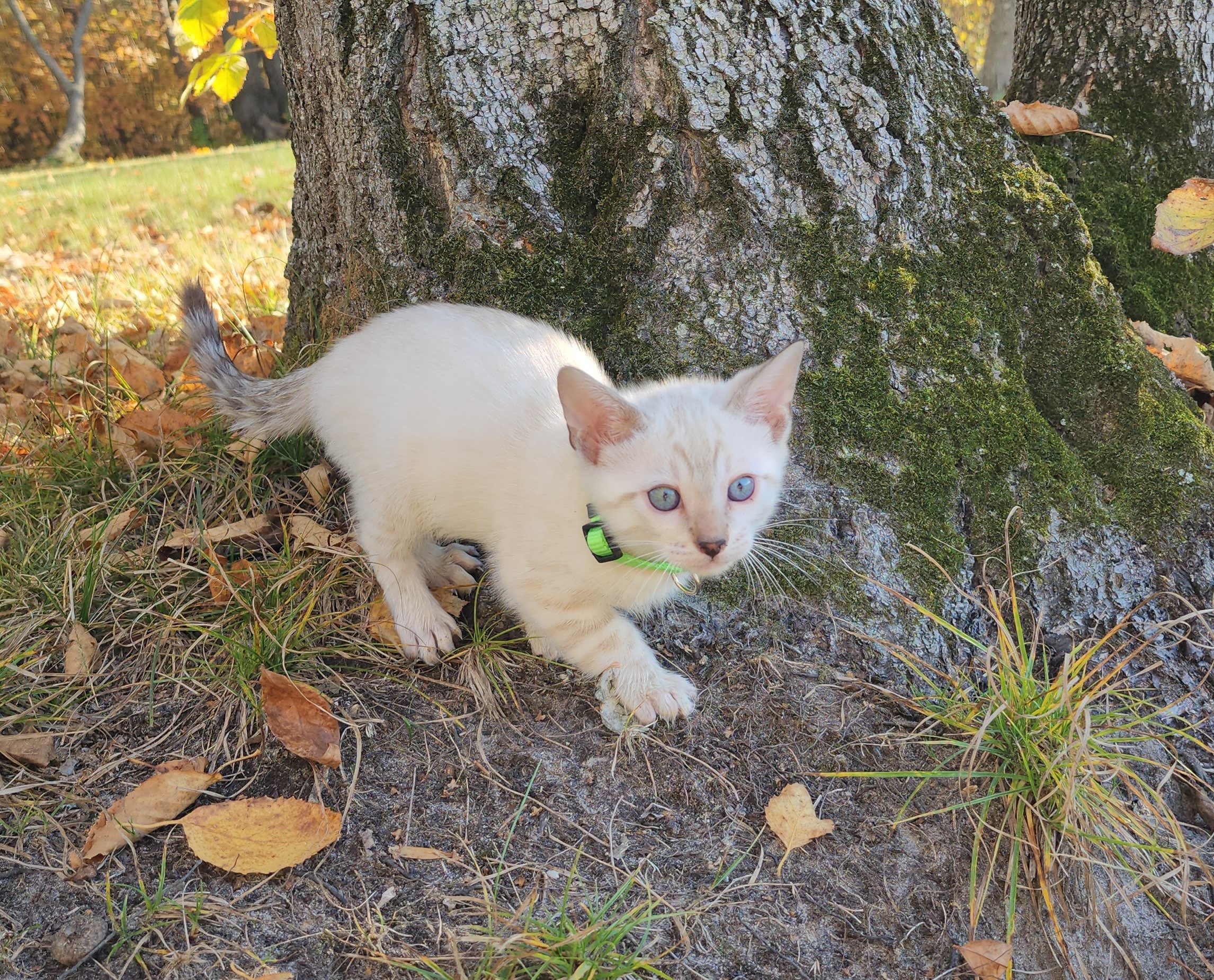 Male Snow Bengal in Minnesota