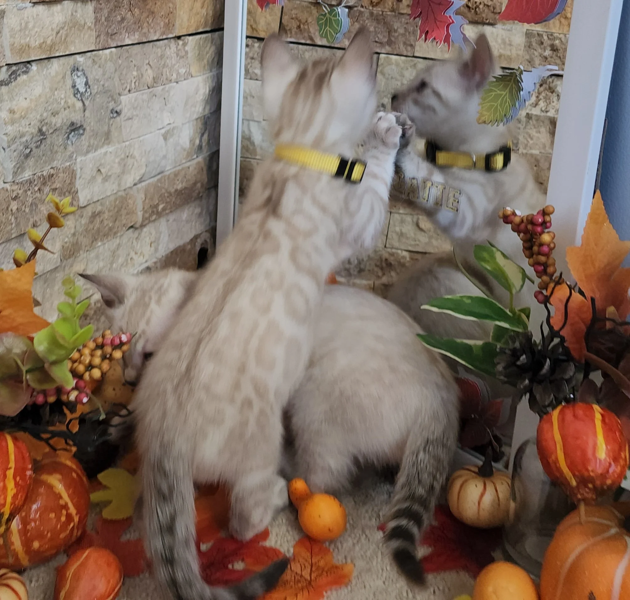 Brother Snow Bengals