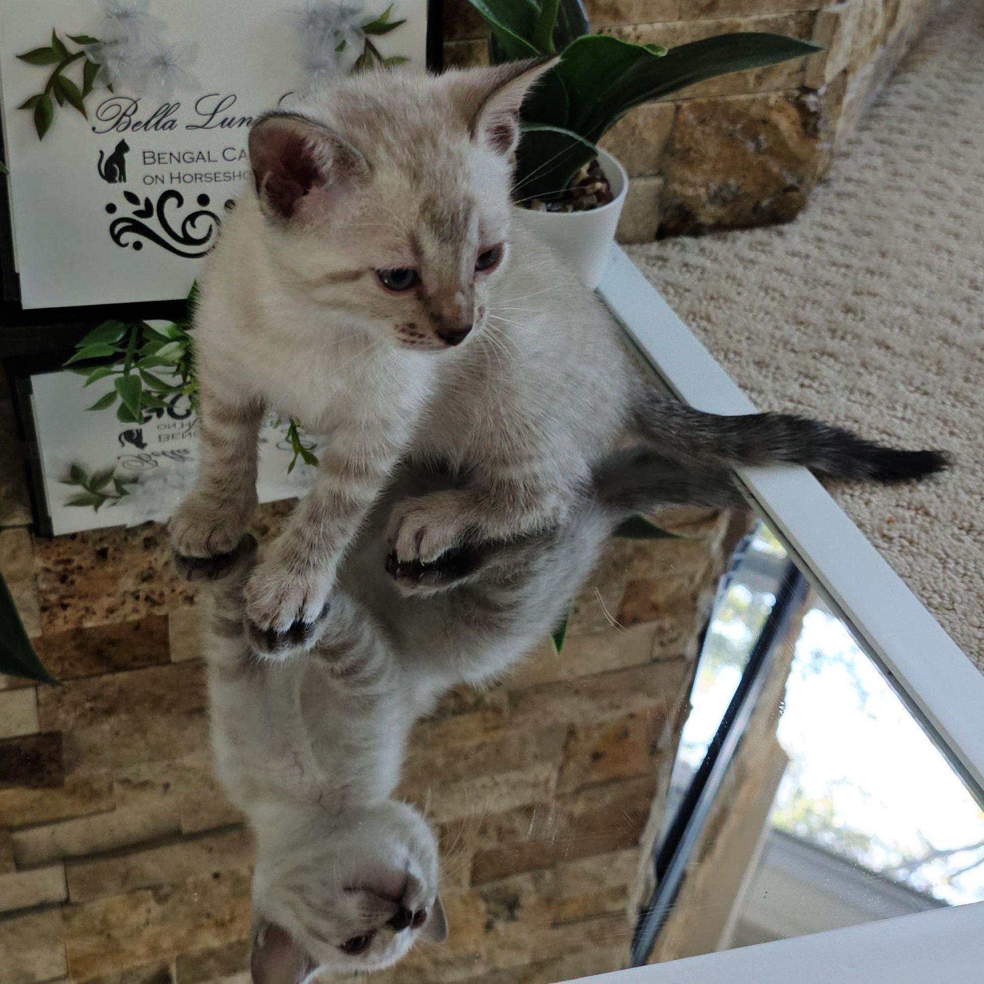 Purebred TICA Registered Female Snow Rosette Bengal Kitten in Minnesota
