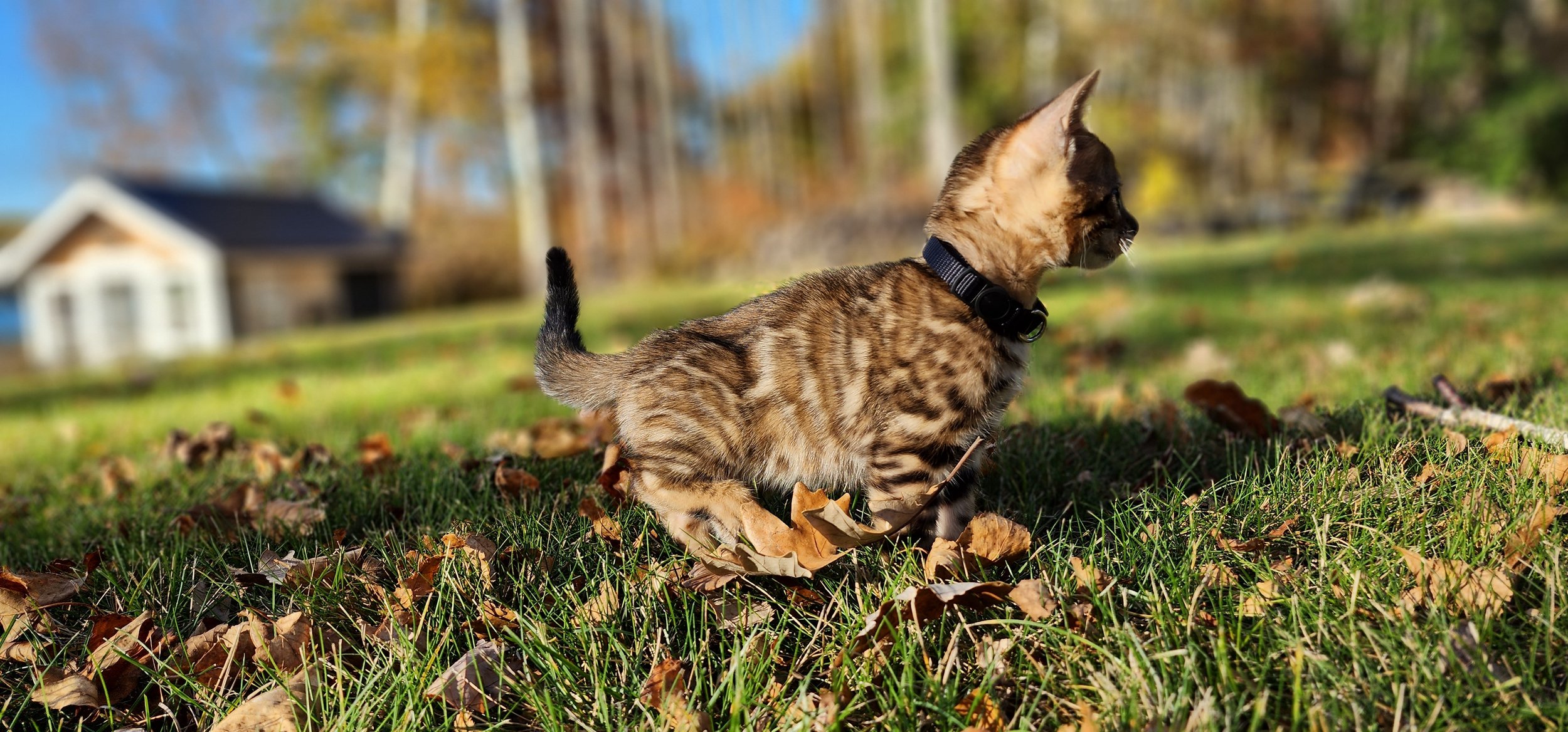 Male Brown/Black Rosette Bengal in Minnesota