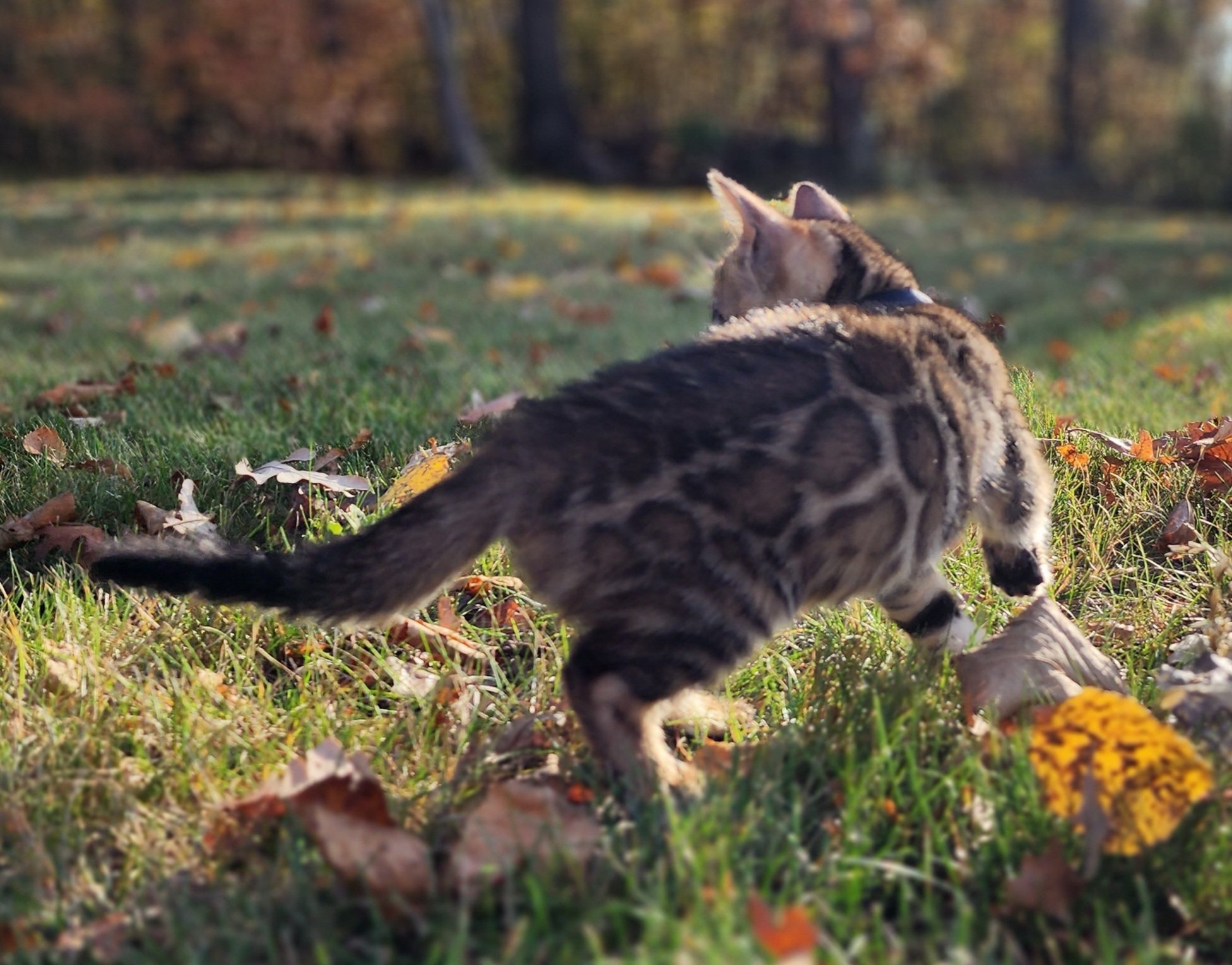 Male Brown/Black Rosette Bengal in Minnesota
