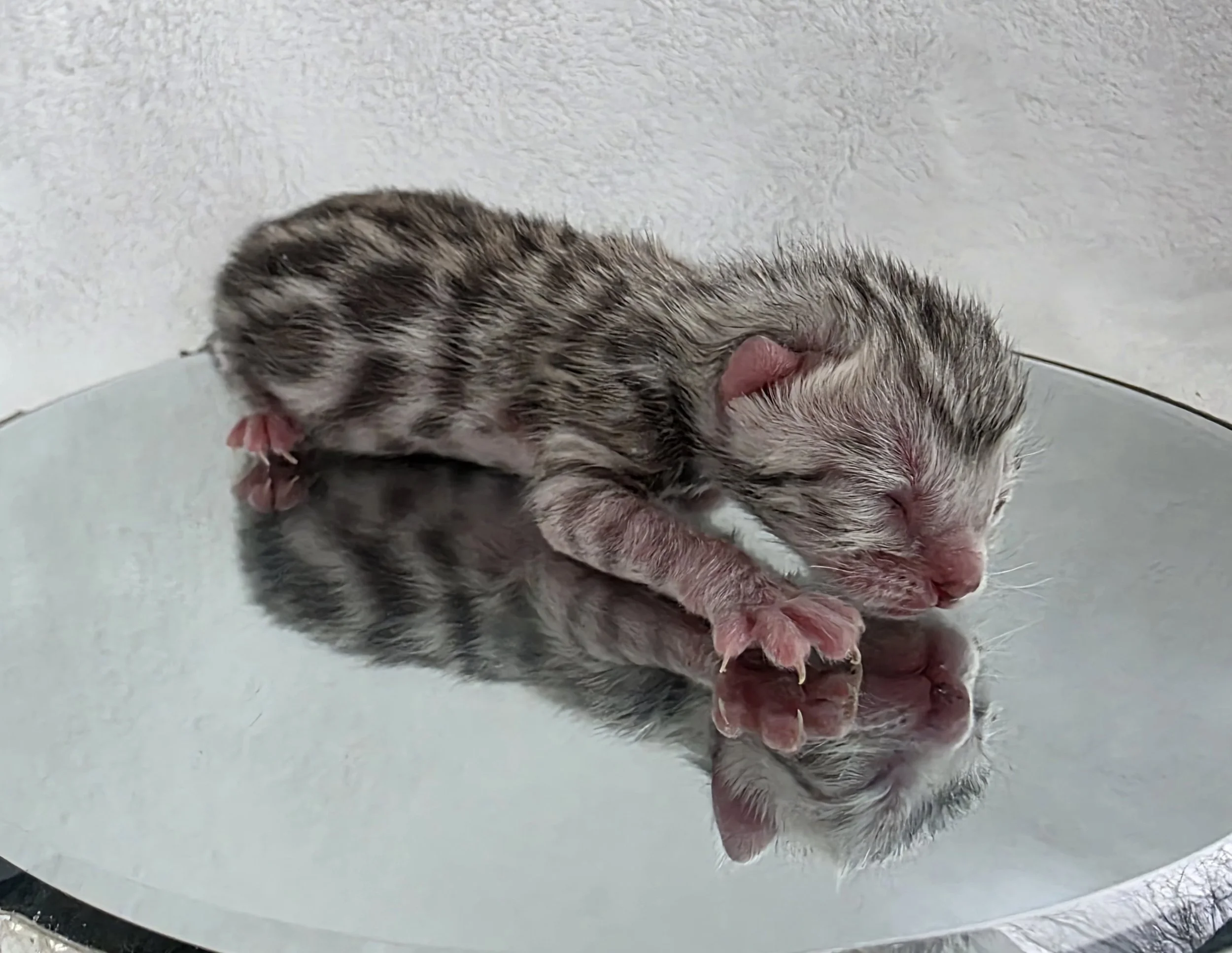 Newborn Silver Female Bengal Kitten