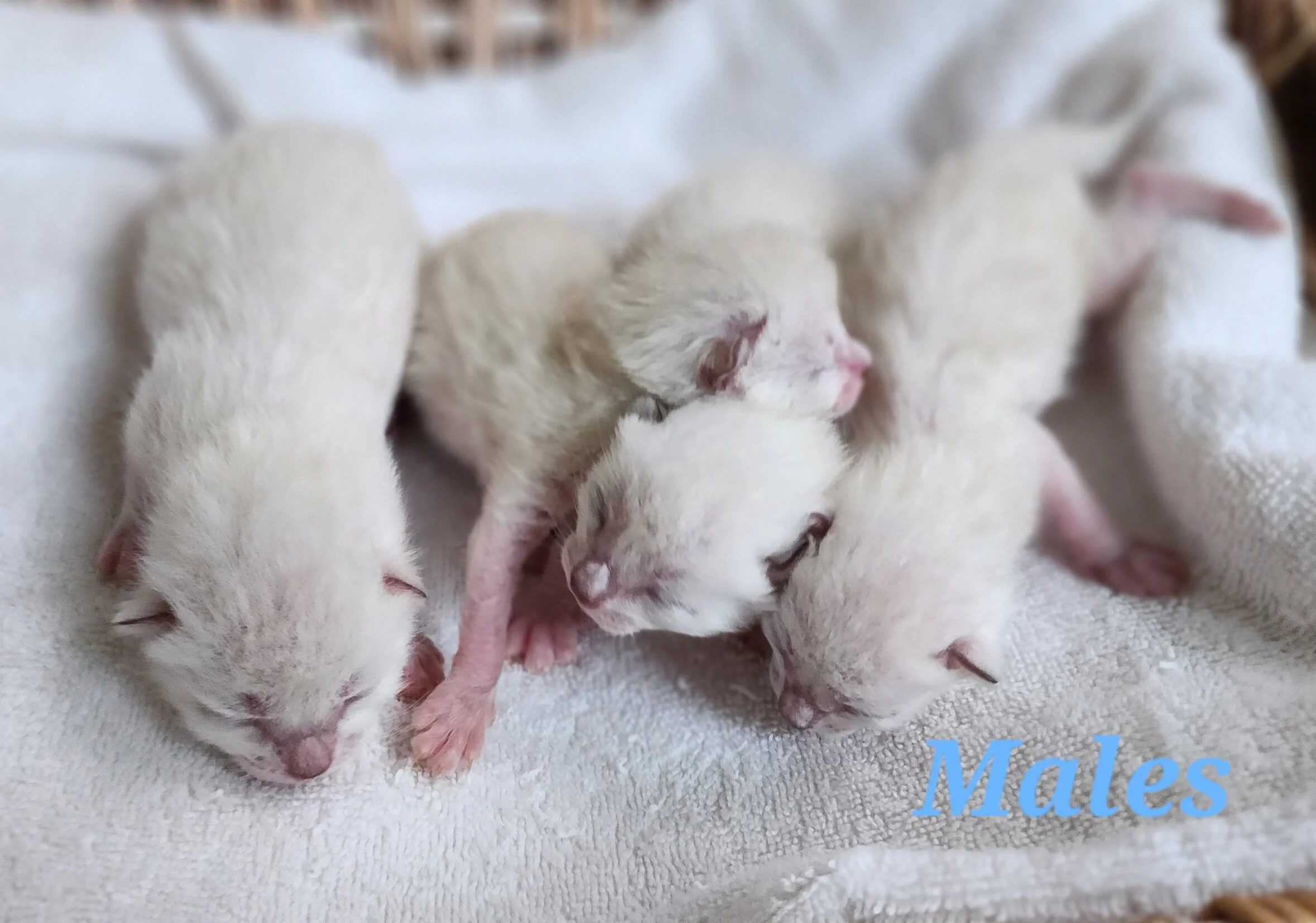 Purebred TICA Registered Male and Female Snow and Brown Rosette Bengal Kitten Available in Minnesota