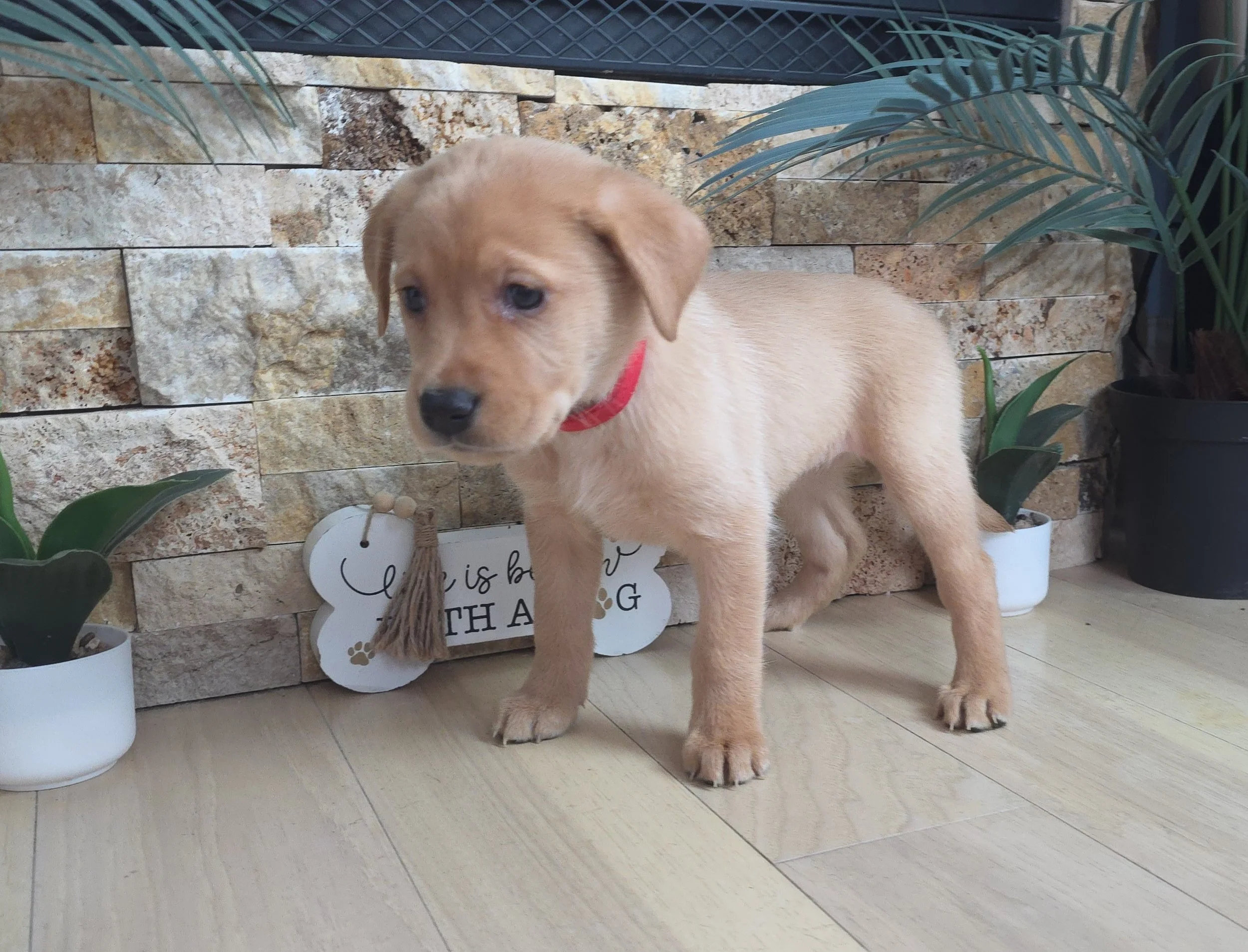 Six-Week-Old Female Yellow/Fox Red Labrador Retriever Puppy